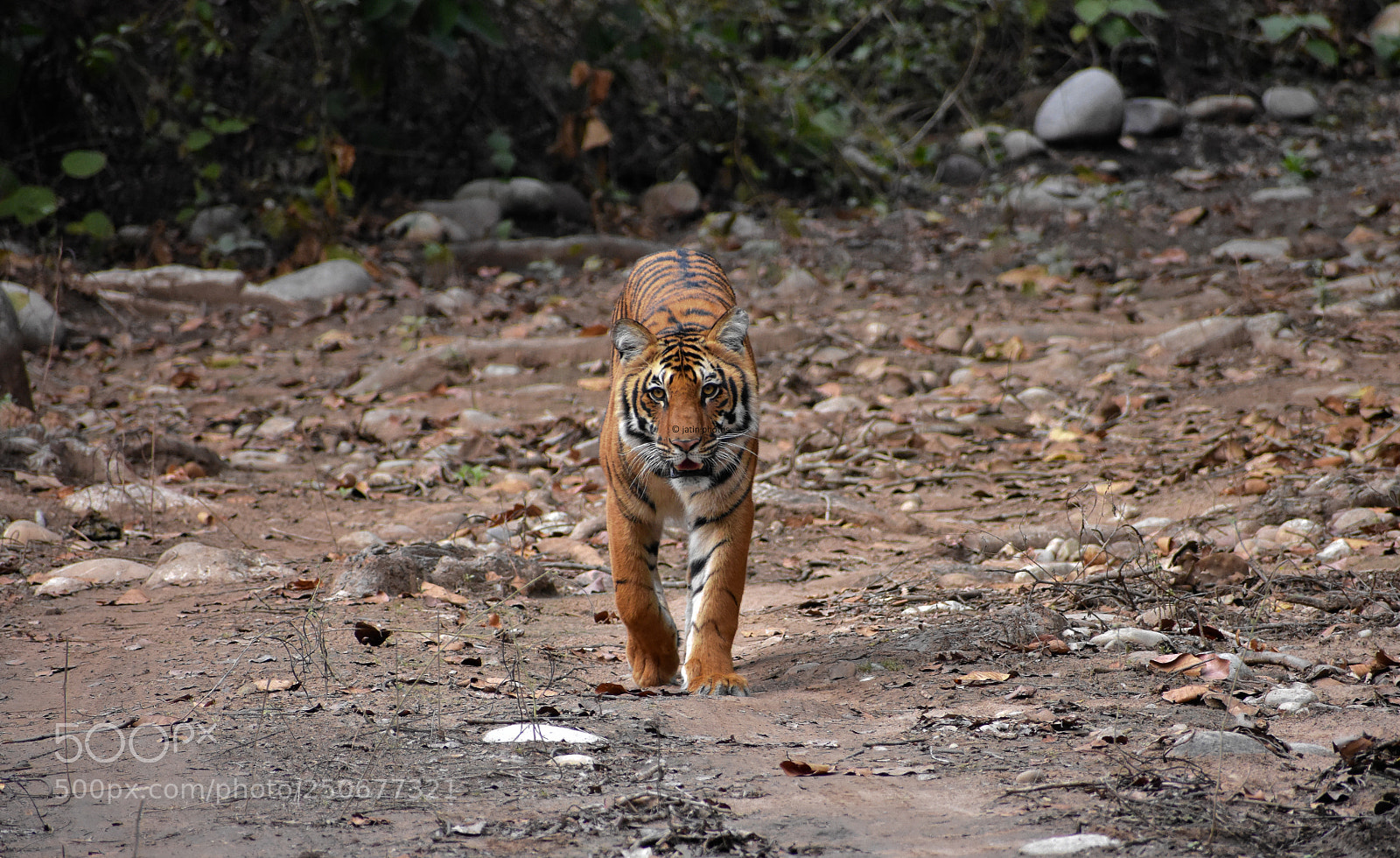 Nikon D7200 sample photo. Head on tigress photography