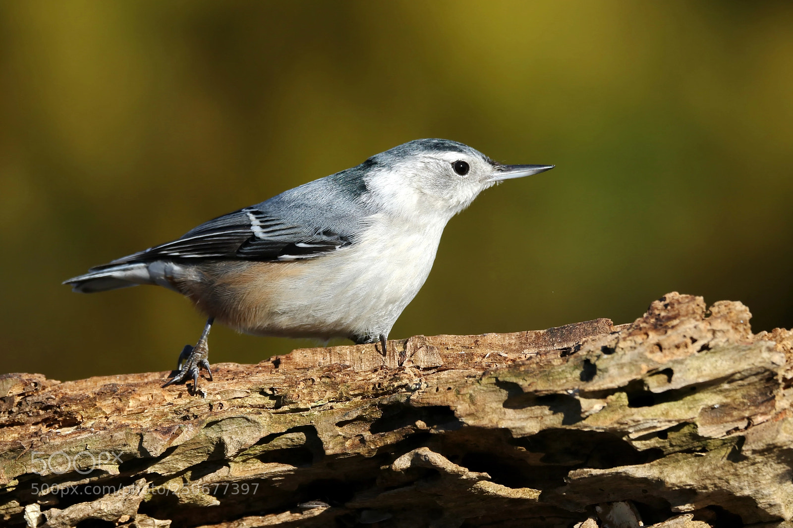 Canon EOS 7D Mark II sample photo. Nuthatch photography
