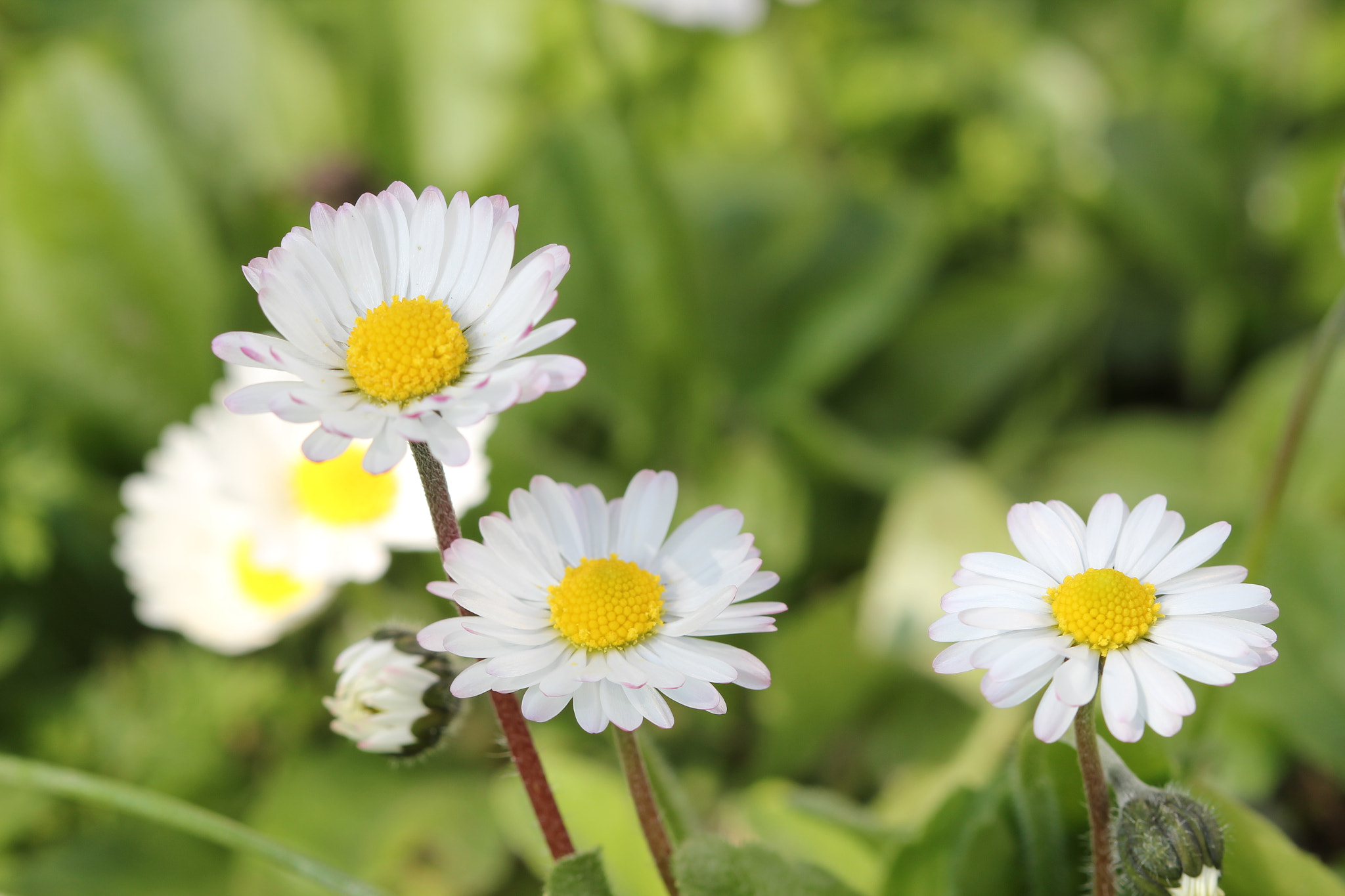 Canon EF 100mm F2.8 Macro USM sample photo. Printemps 2018 photography