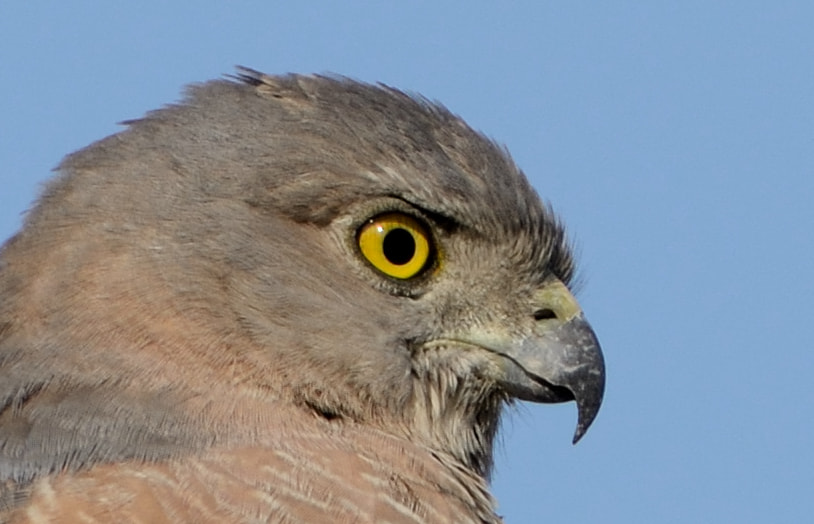 Sigma 150-600mm F5-6.3 DG OS HSM | C sample photo. Shikra portrait photography