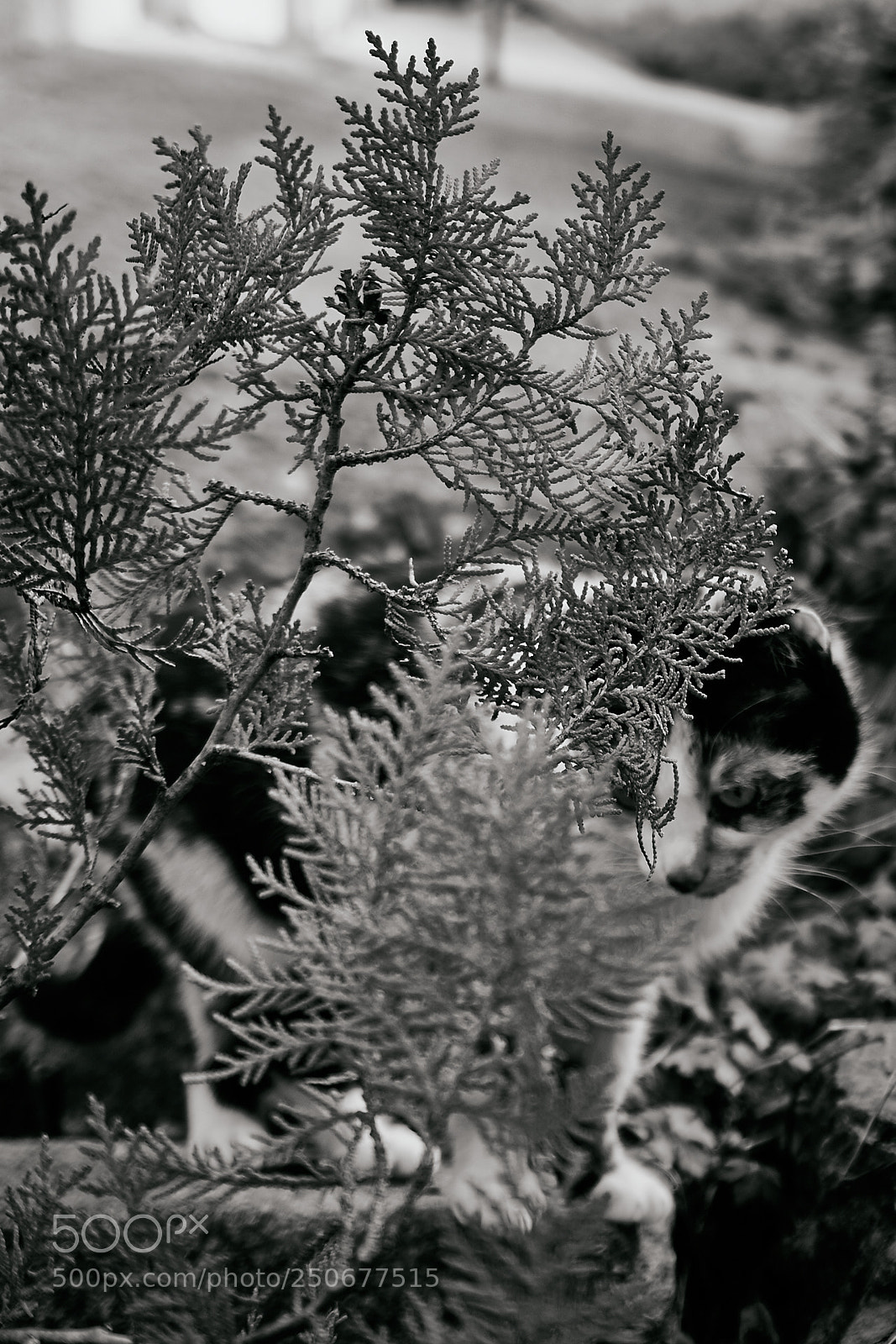 Sony a6000 sample photo. Hiding photography