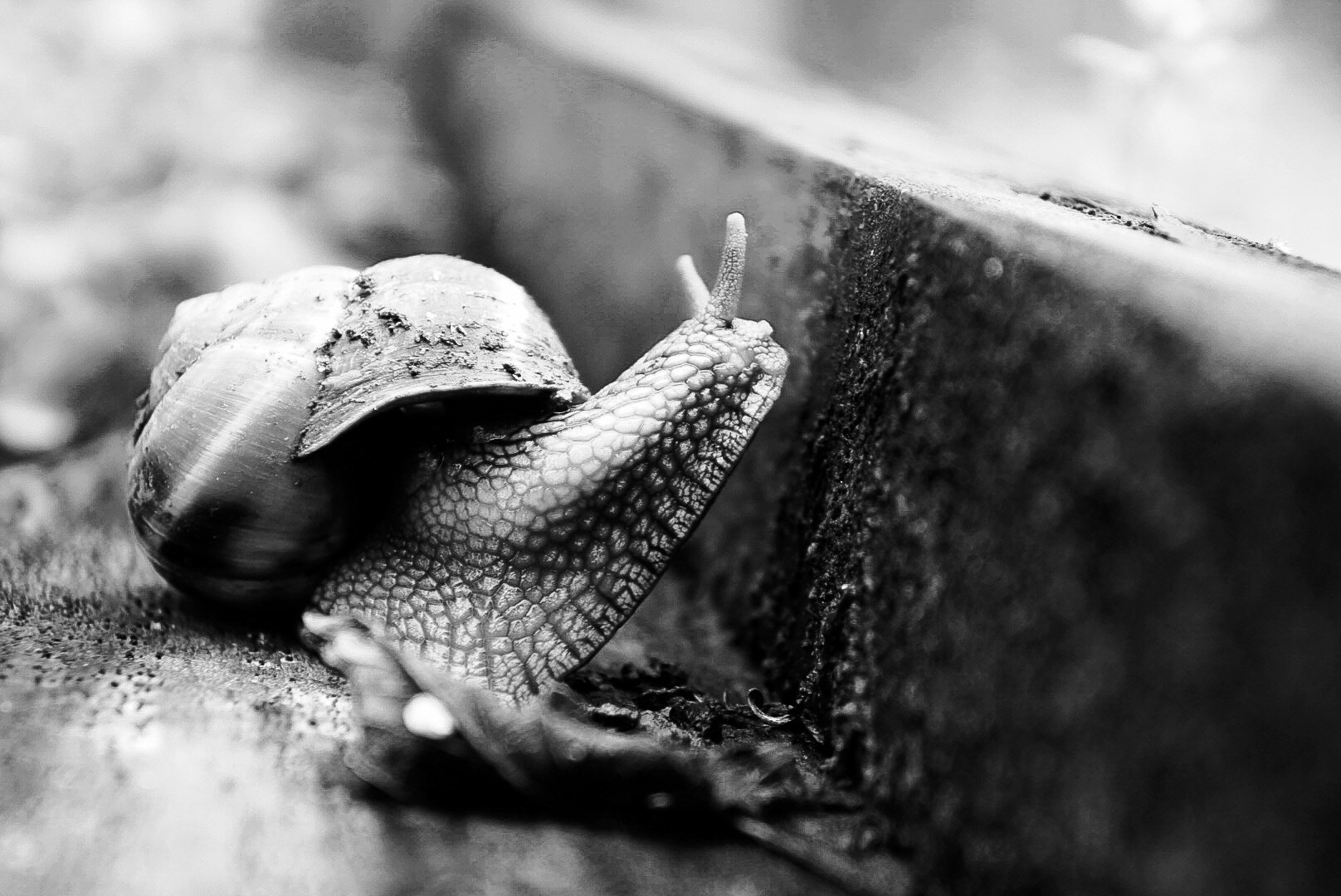 Sony Alpha NEX-C3 sample photo. Jump photography