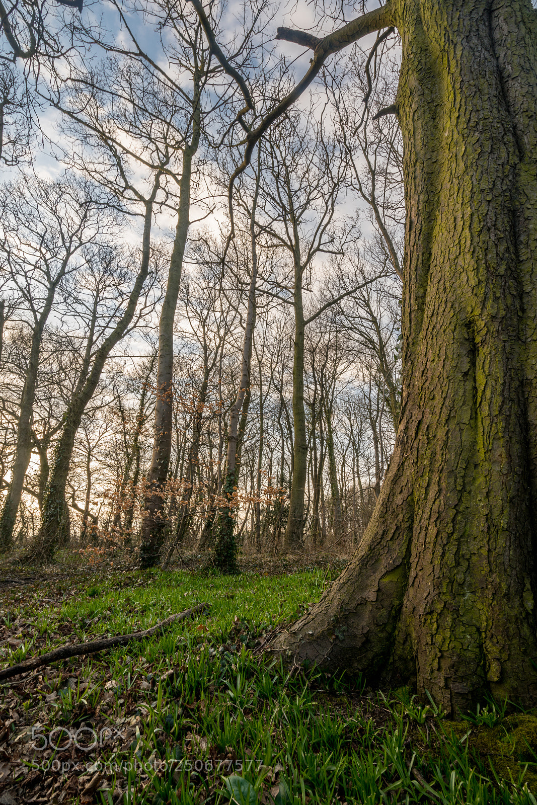 Sony a7R II sample photo. Woodland at golden hour photography