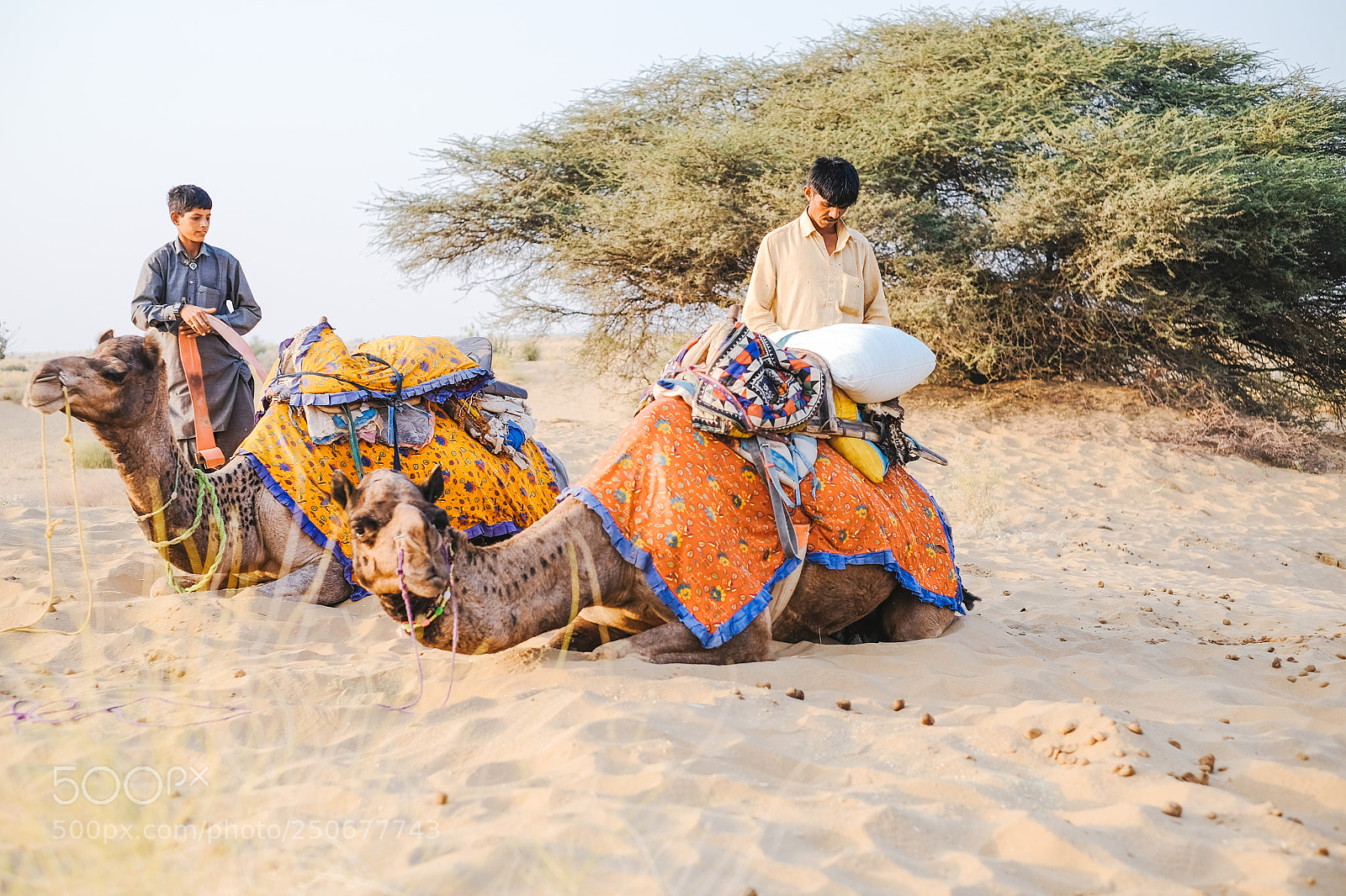 Fujifilm X-T10 sample photo. Camel safari photography