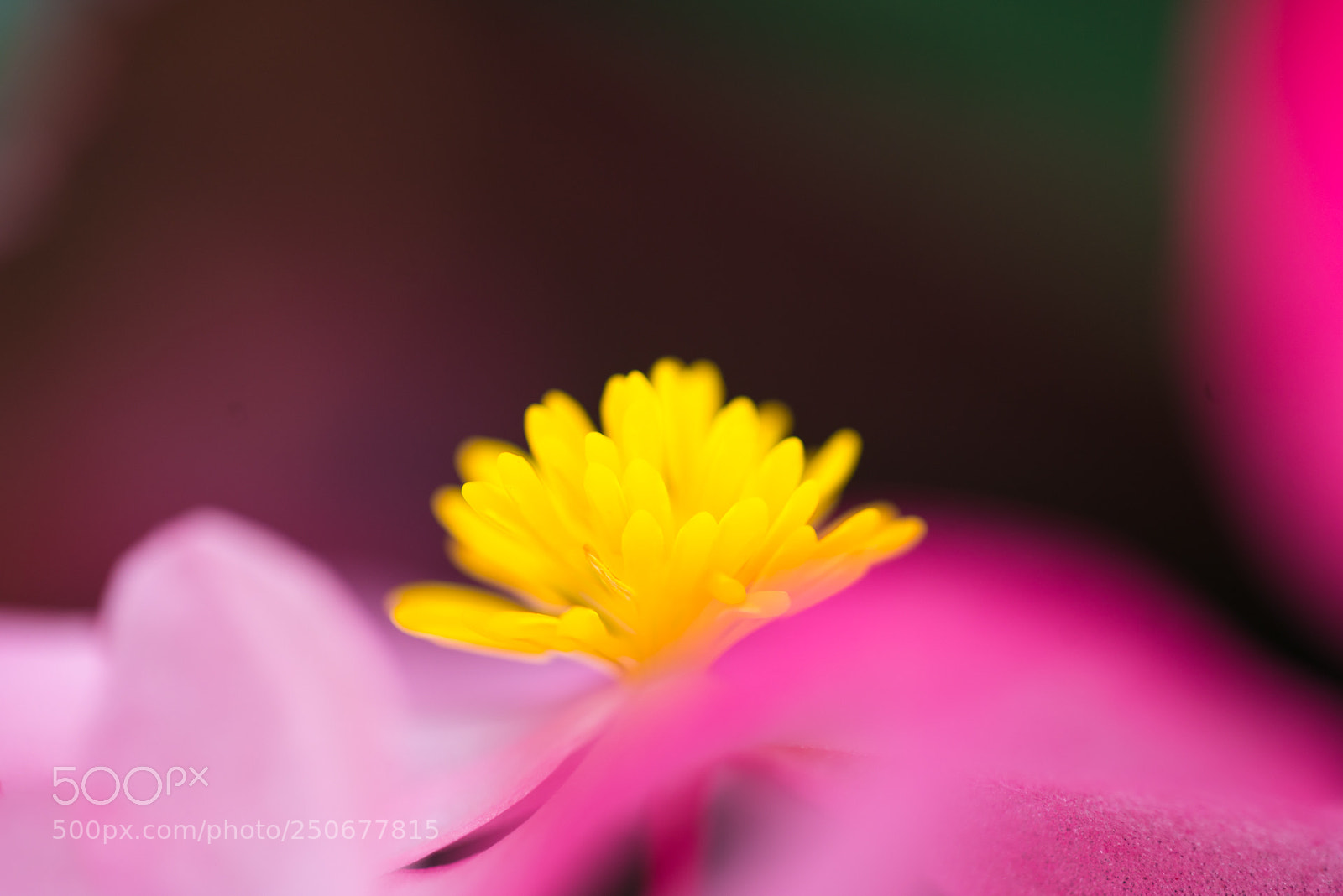 Sony a7R II sample photo. 秋海棠 photography