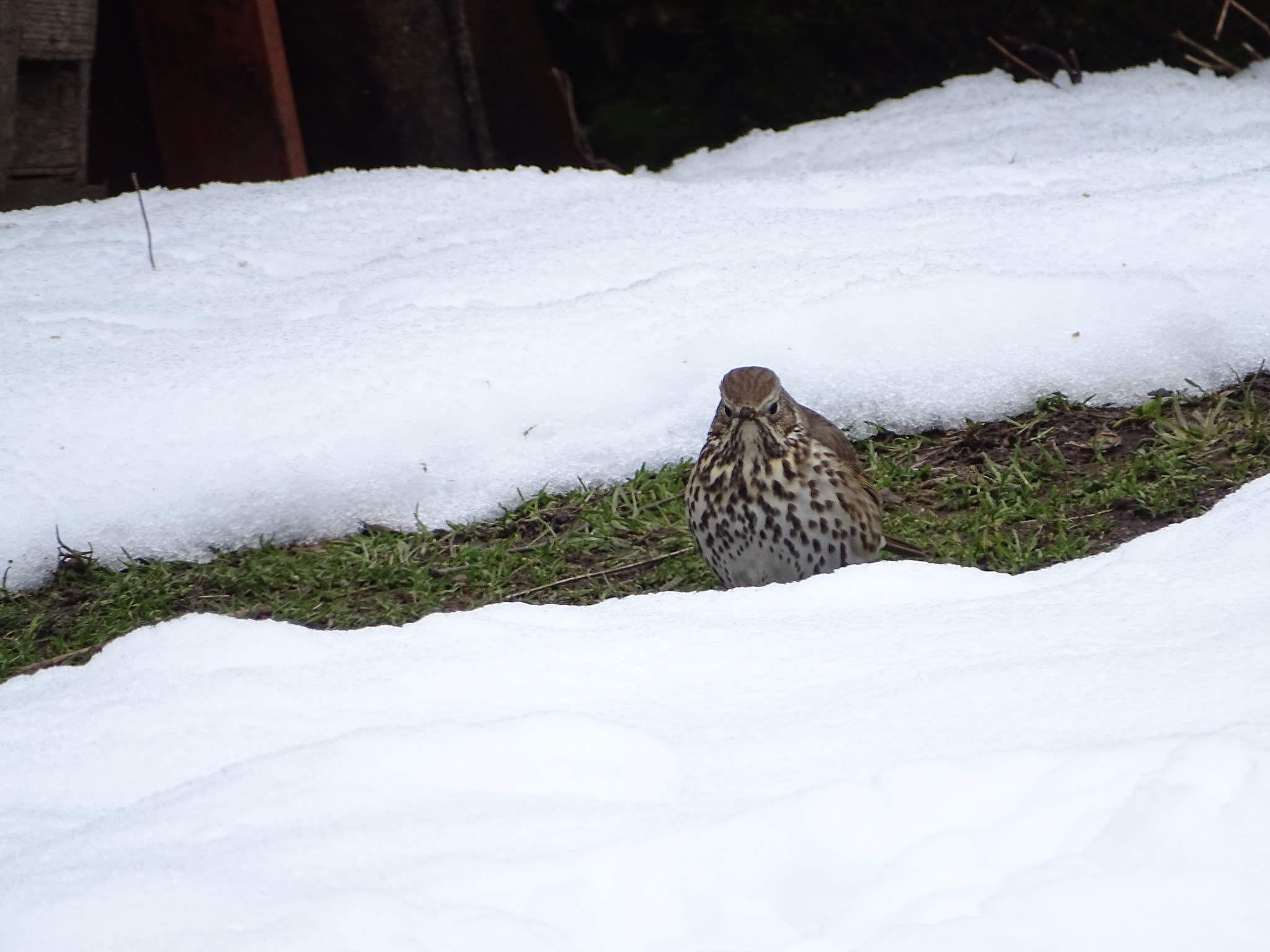 Sony Cyber-shot DSC-HX350 sample photo. Angry fieldfare photography