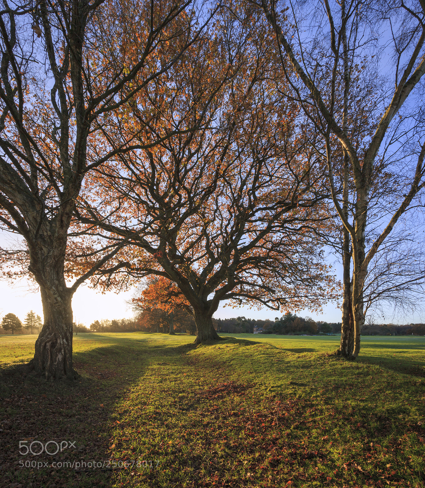 Canon EOS 5D Mark II sample photo. Blue sky fall photography