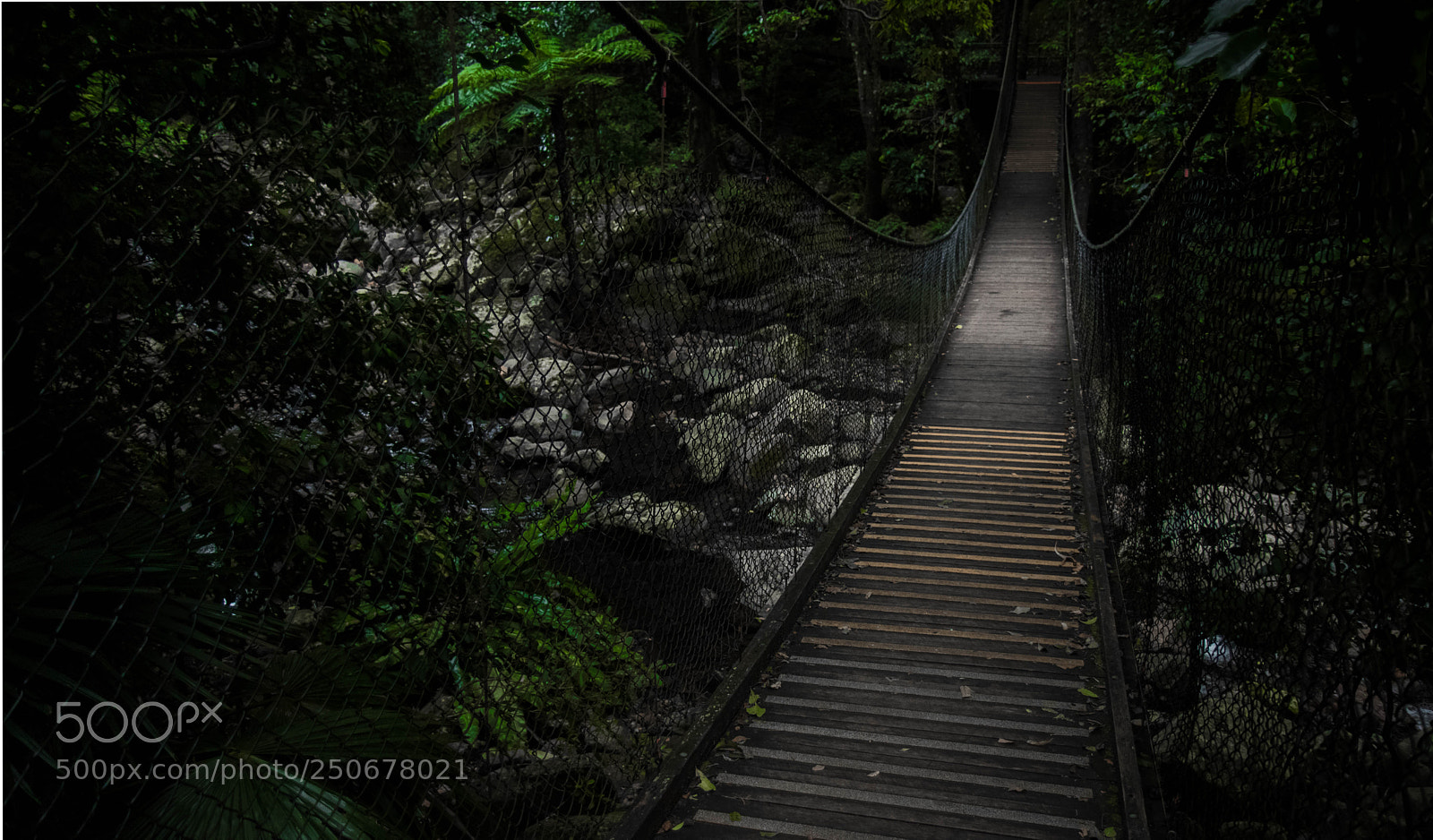 Canon EOS 80D sample photo. Minnamurra rainforest photography