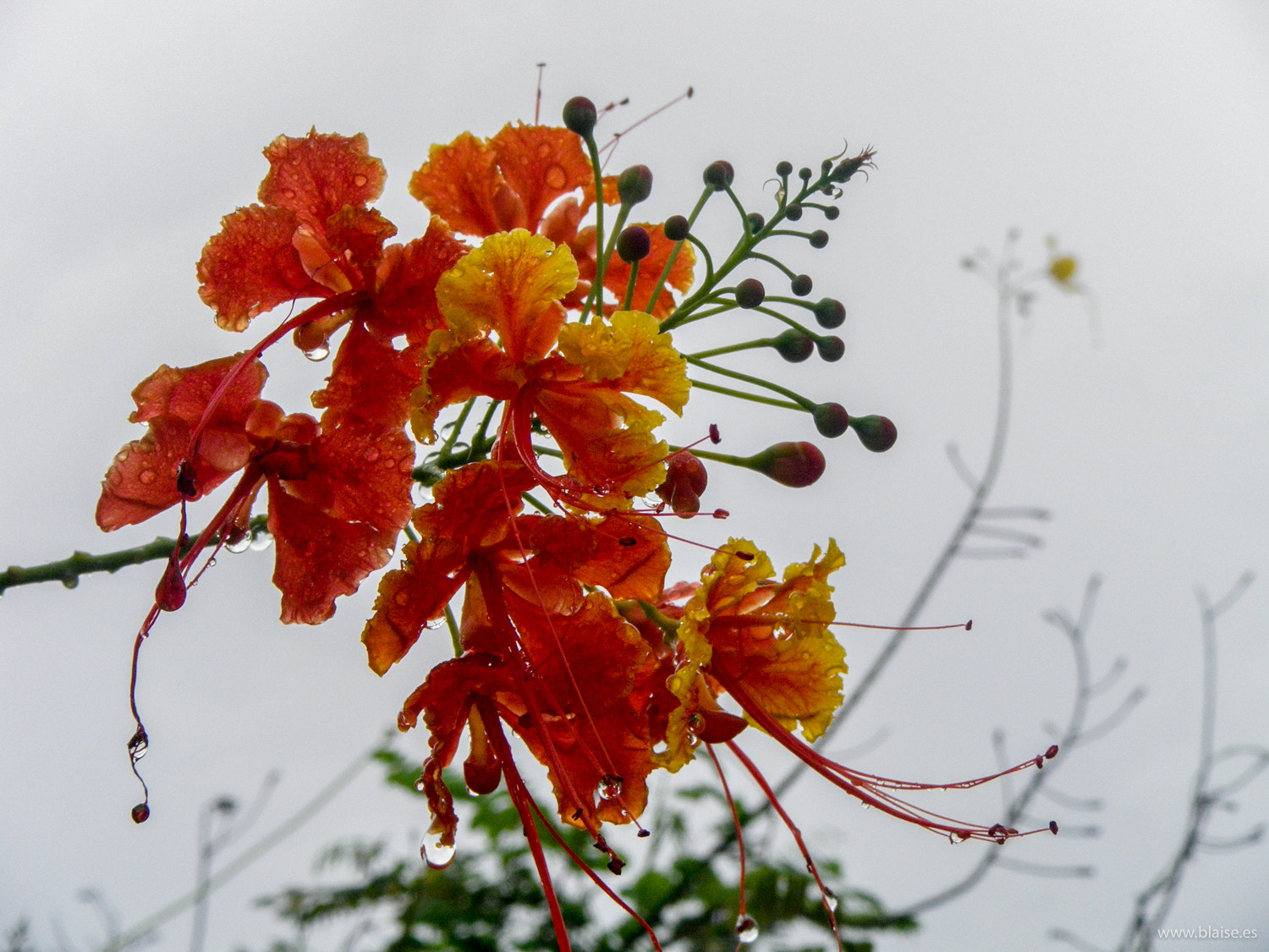 Pentax Optio WS80 sample photo. Flower under monsonic shower photography