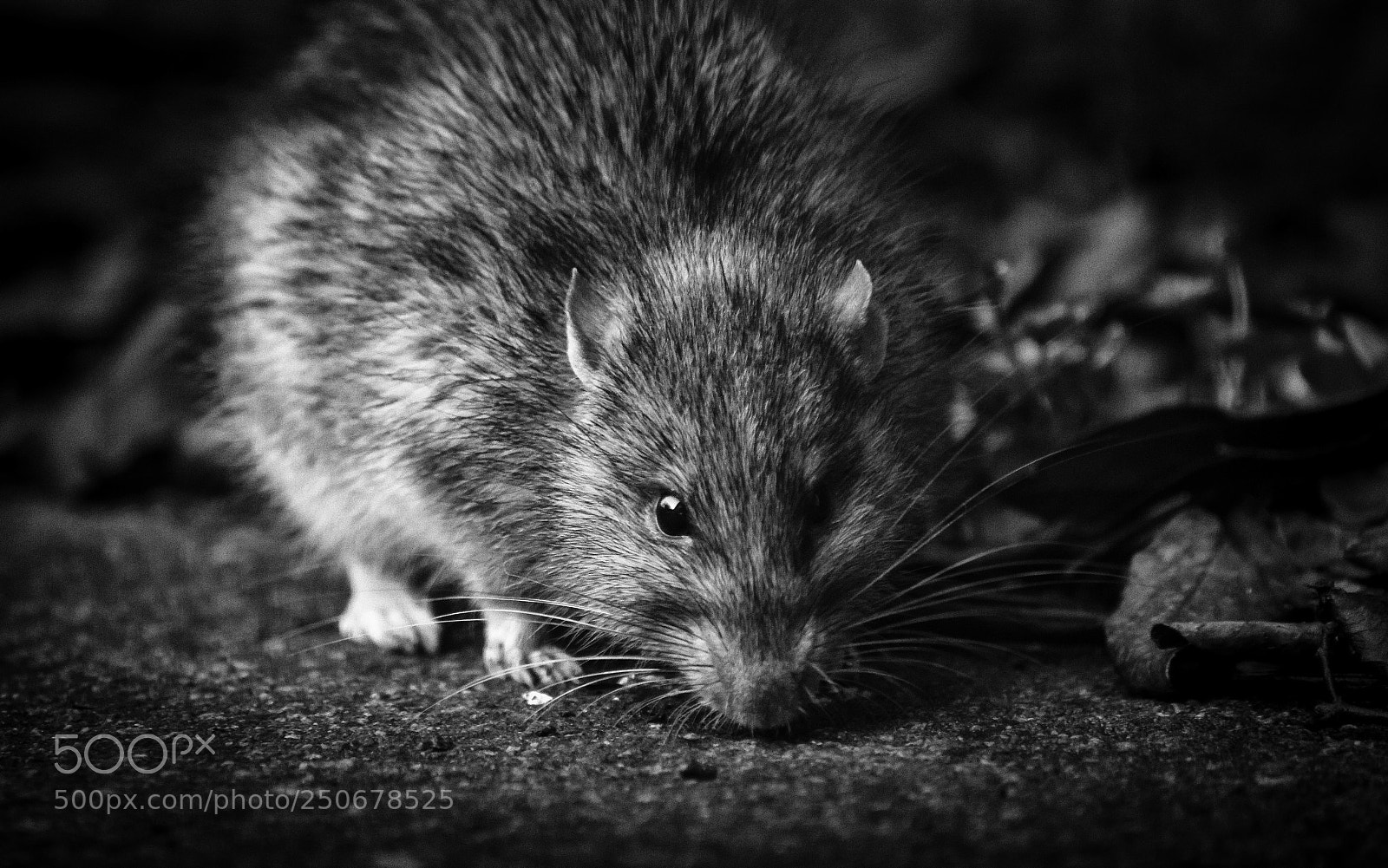 Canon EOS 7D sample photo. Ratster photography