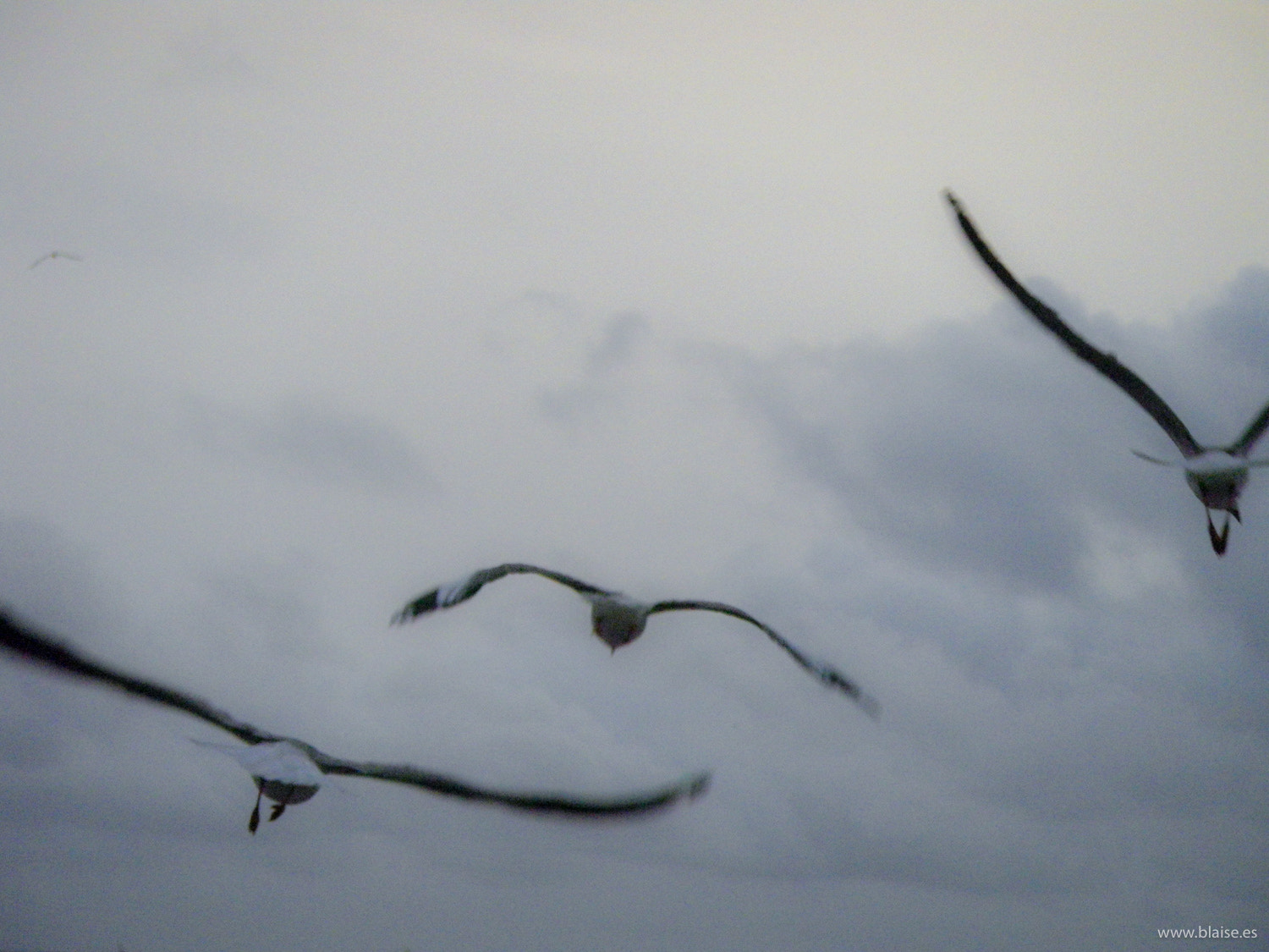 Pentax Optio WS80 sample photo. Three birds flying with clouds photography