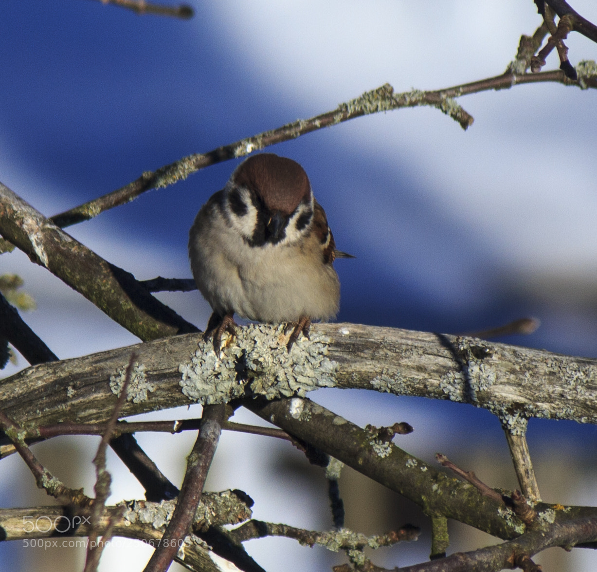 Canon EOS 550D (EOS Rebel T2i / EOS Kiss X4) sample photo. House sparrow photography