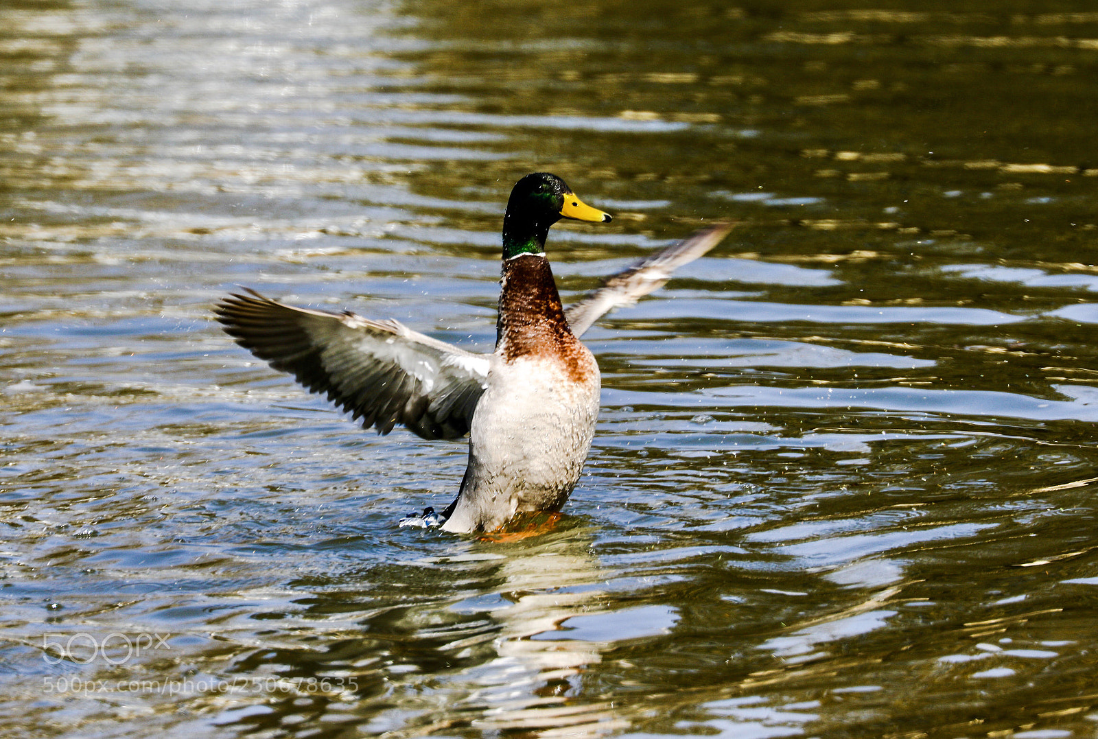 Canon EOS 5D Mark IV sample photo. Flying photography
