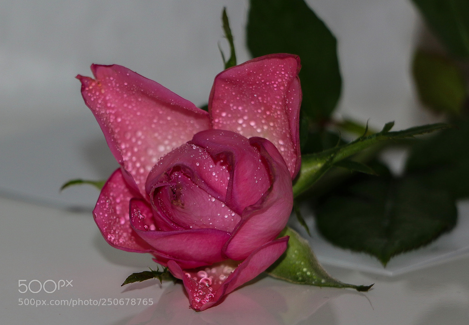 Canon EOS 700D (EOS Rebel T5i / EOS Kiss X7i) sample photo. Rose photography