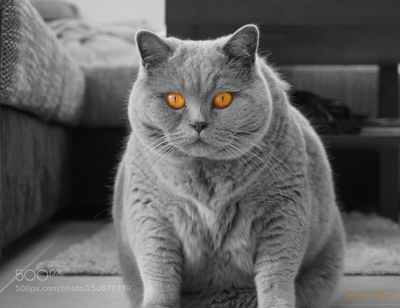 Sony a6000 sample photo. Orange eyes photography