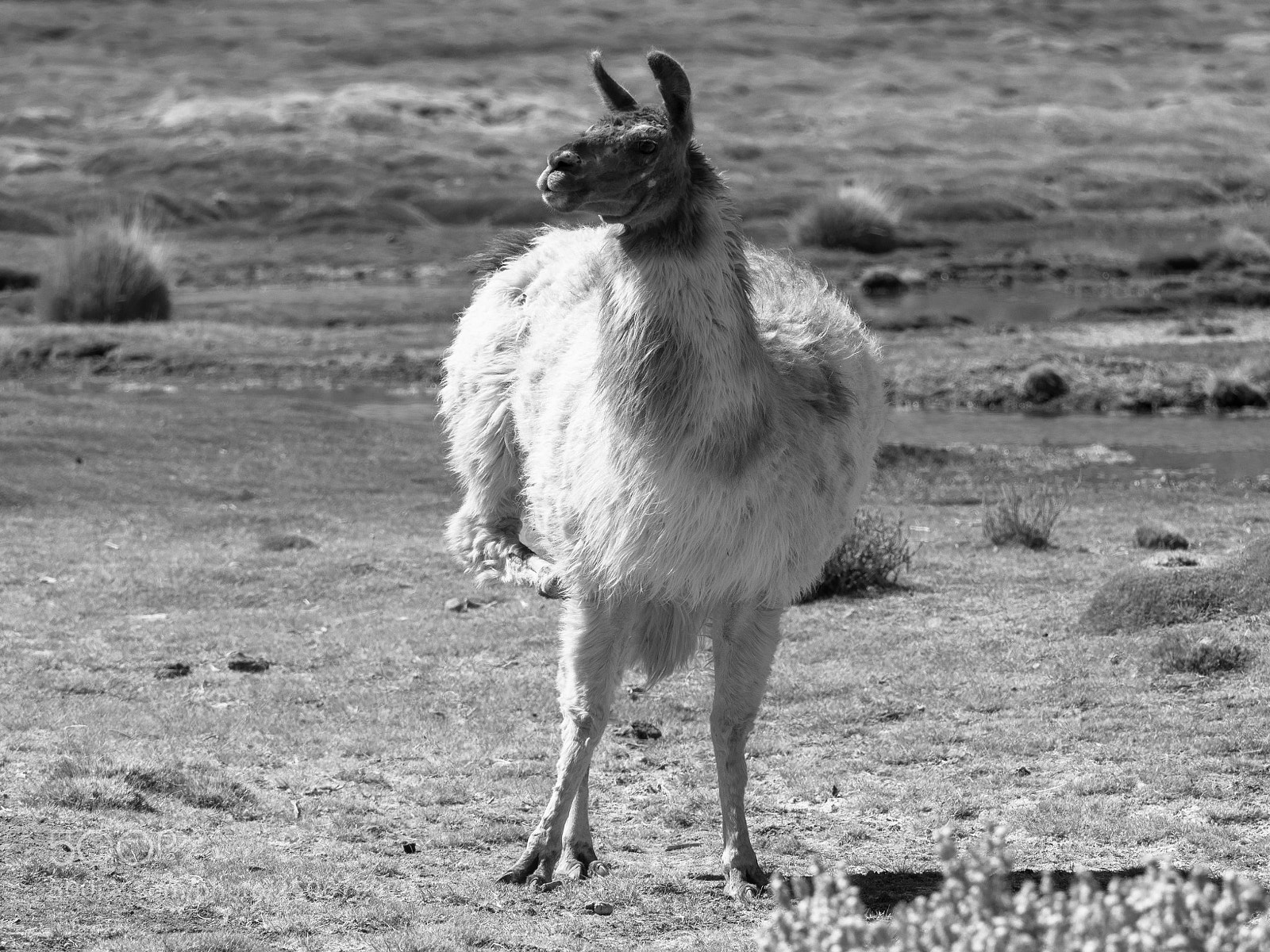 Olympus OM-D E-M1 Mark II sample photo. When a llama has photography