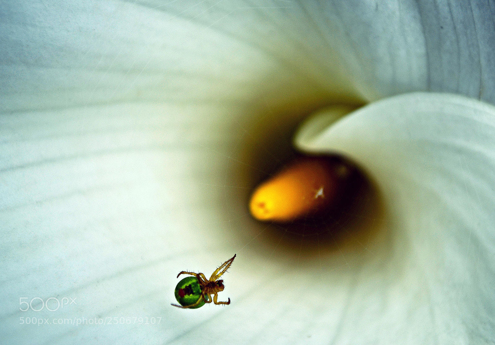 Nikon D5100 sample photo. A floral home photography