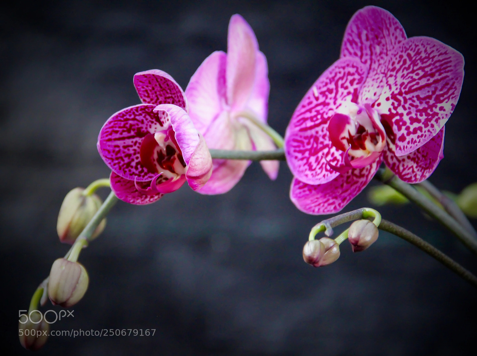 Canon EOS 600D (Rebel EOS T3i / EOS Kiss X5) sample photo. Pink orchids  photography