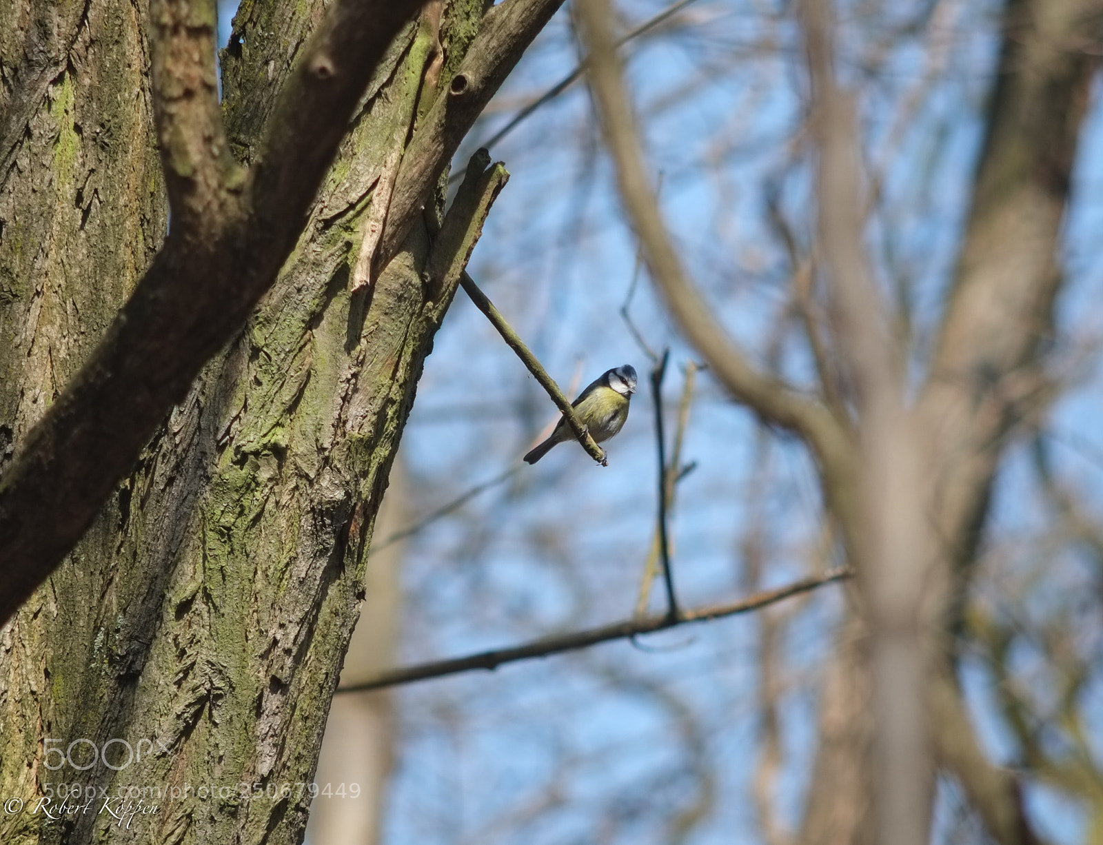 Fujifilm X-Pro1 sample photo. Bird photography