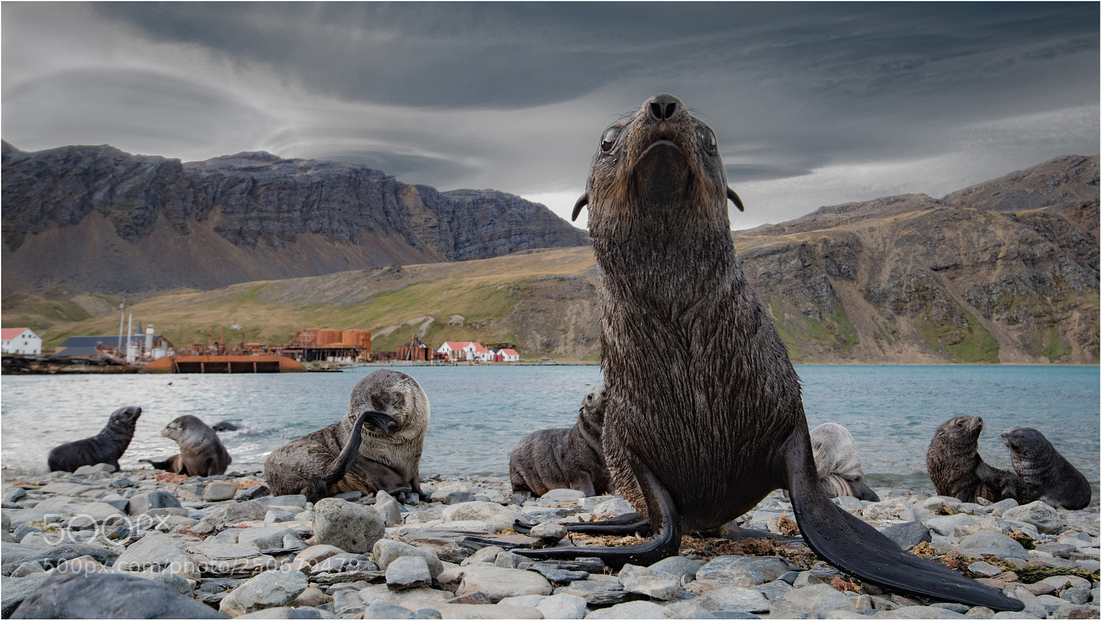 Nikon D850 sample photo. Fur seal at grytviken photography