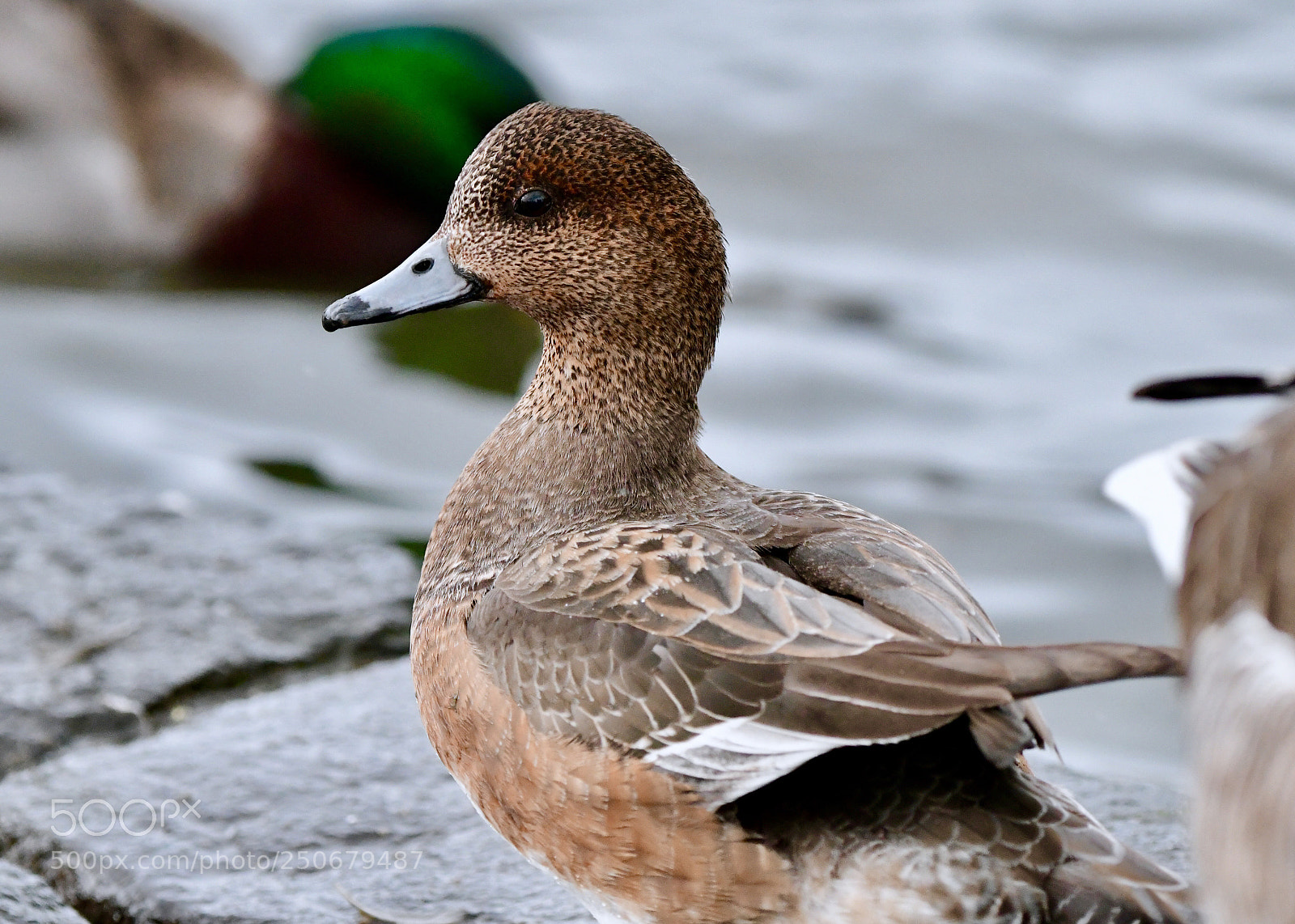 Nikon D850 sample photo. Tj rnin eurasian wigeon photography