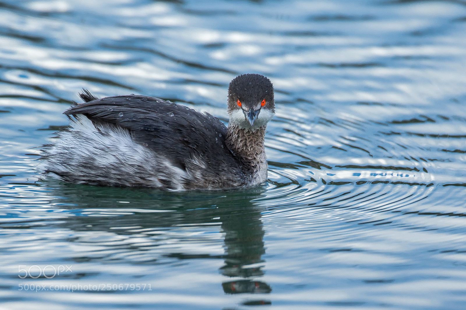 Canon EOS 7D Mark II sample photo. Red eyes (black-necked grebe) photography