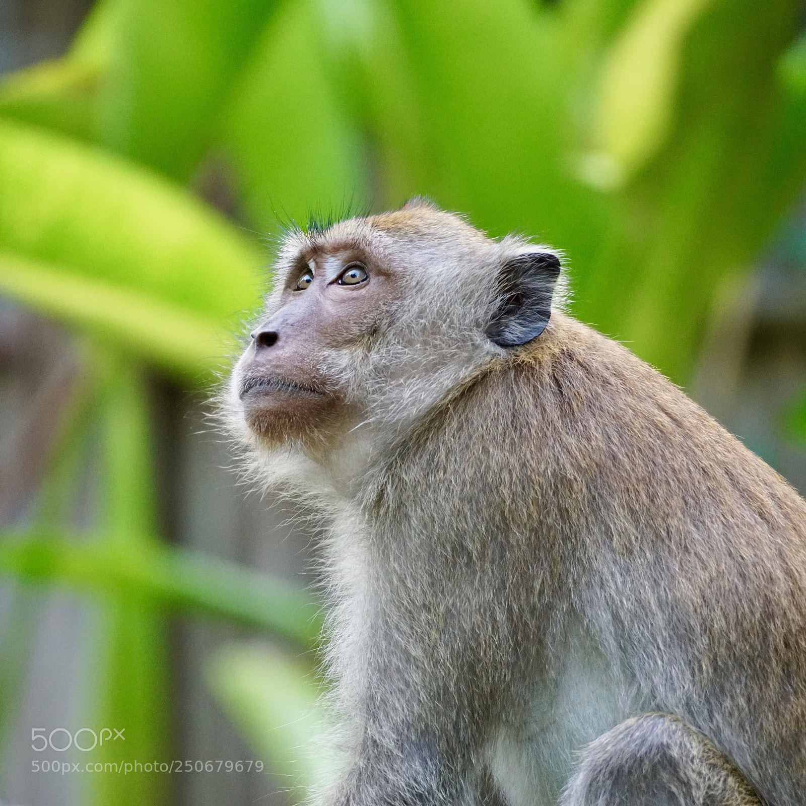 Sony a7R II sample photo. Hope photography