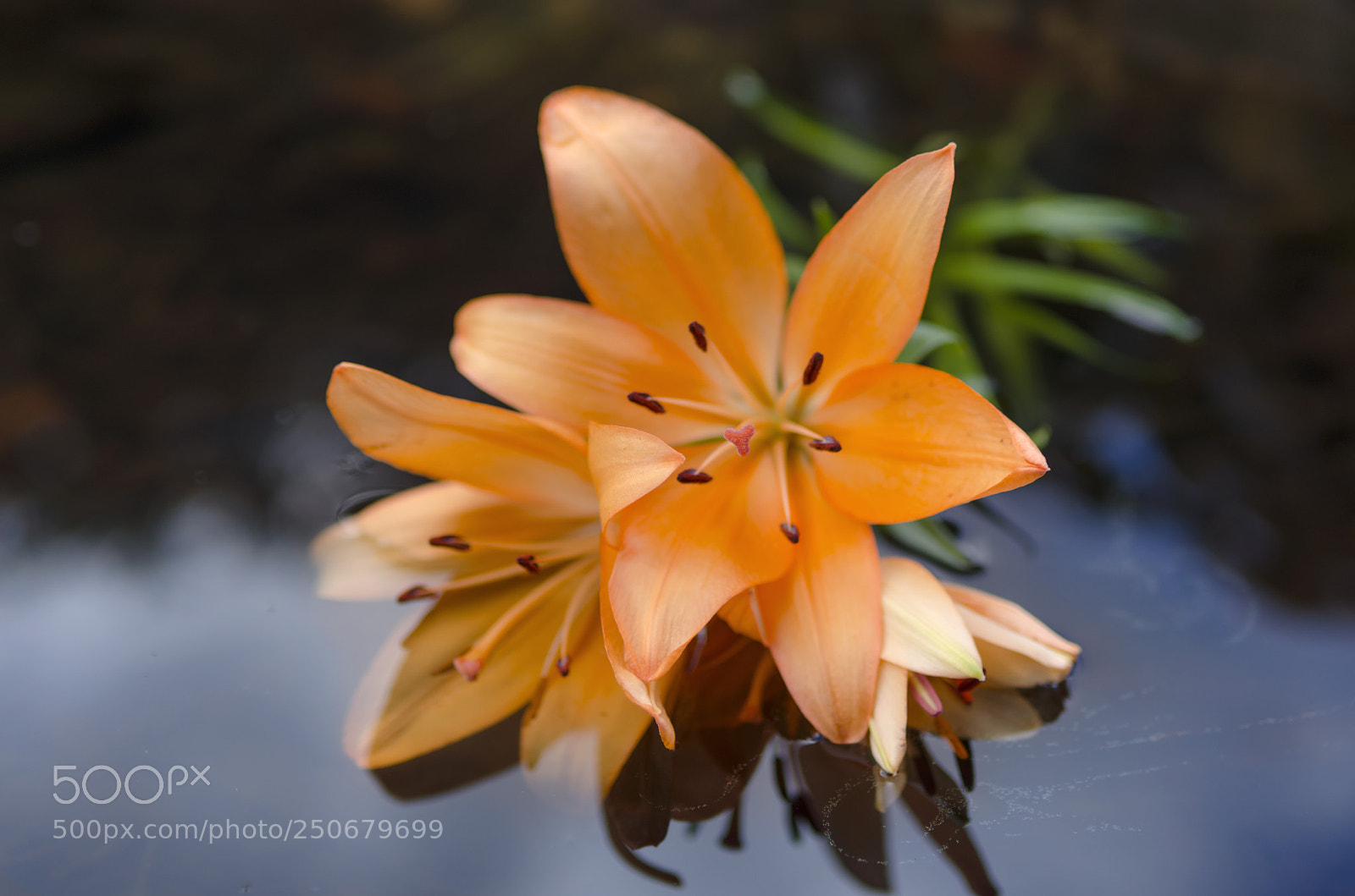 Nikon D5100 sample photo. Lily photography