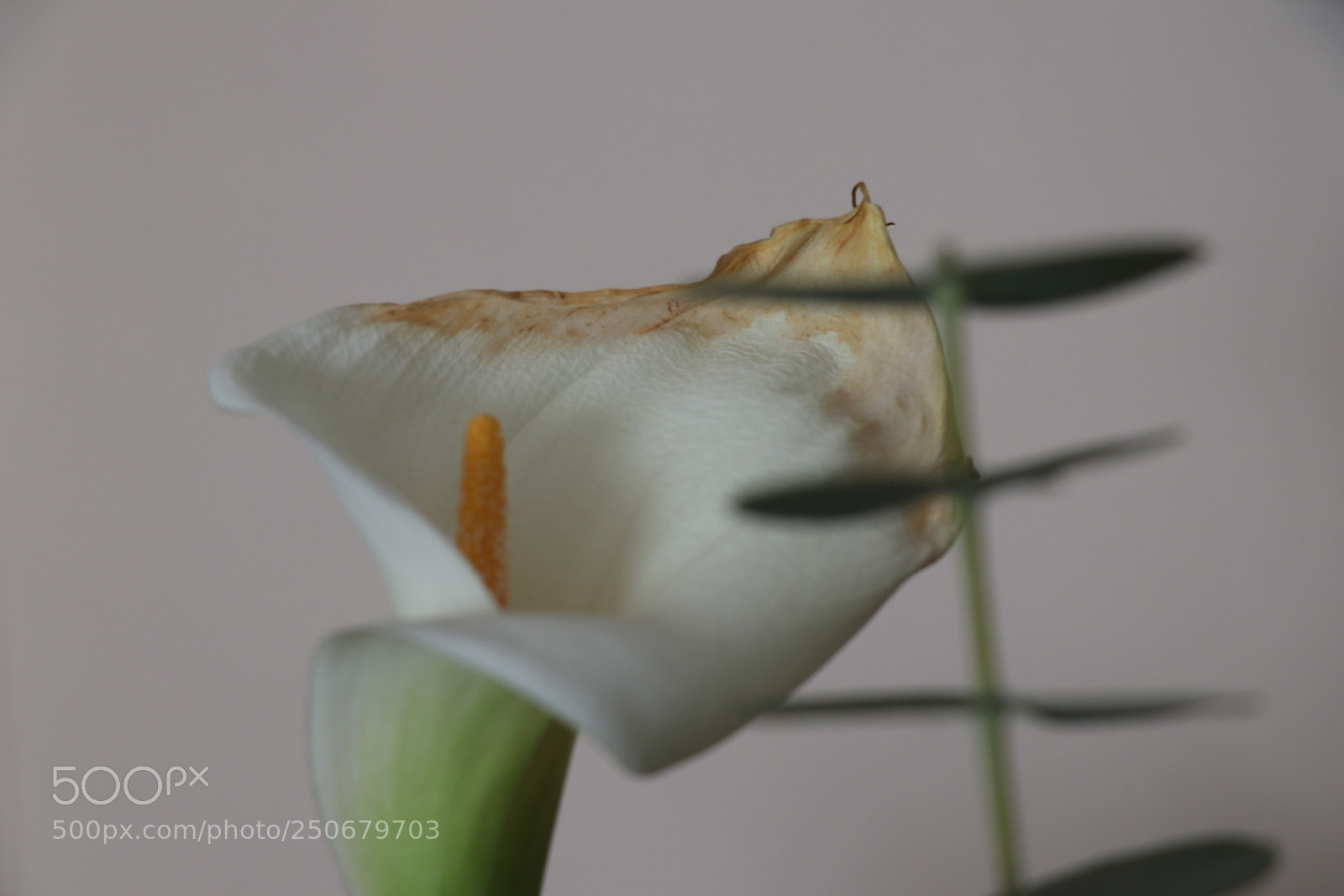 Canon EOS 80D sample photo. Cana lily photography