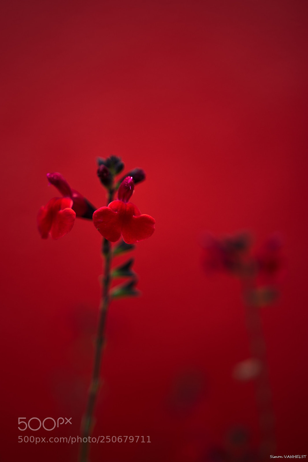 Nikon D7100 sample photo. Red painting photography