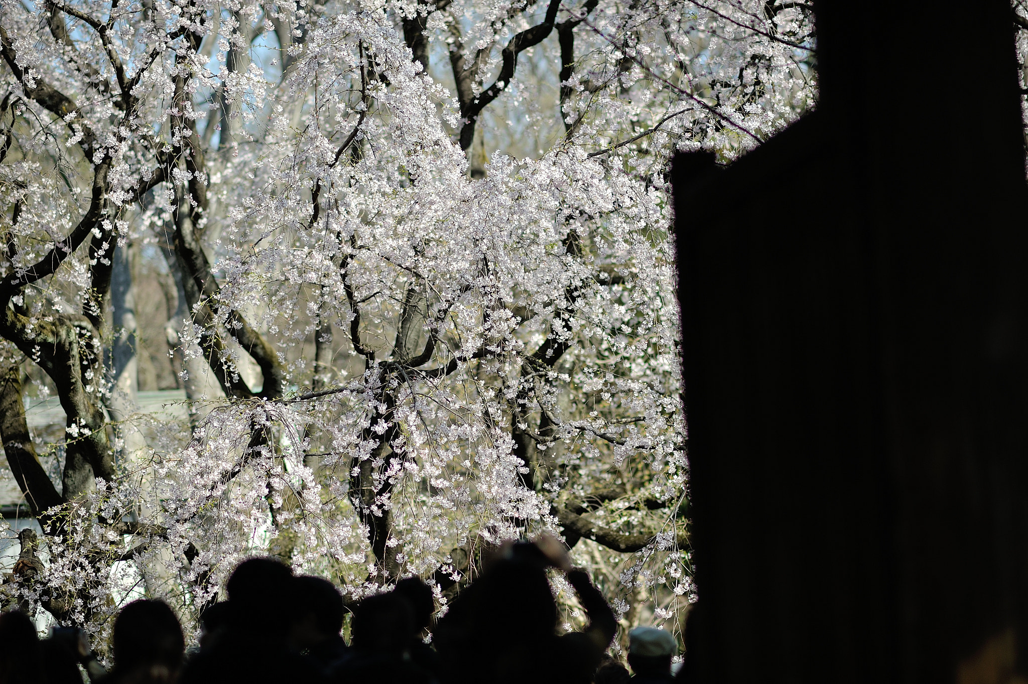 Nikon D700 sample photo. Spring for tokyoites photography