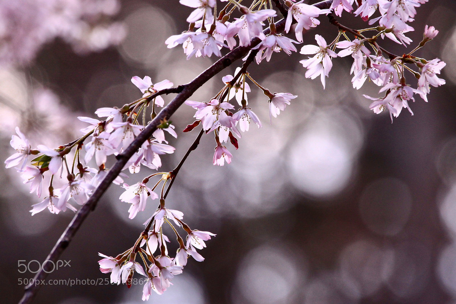Canon EOS 700D (EOS Rebel T5i / EOS Kiss X7i) sample photo. Light pink evening 2... photography