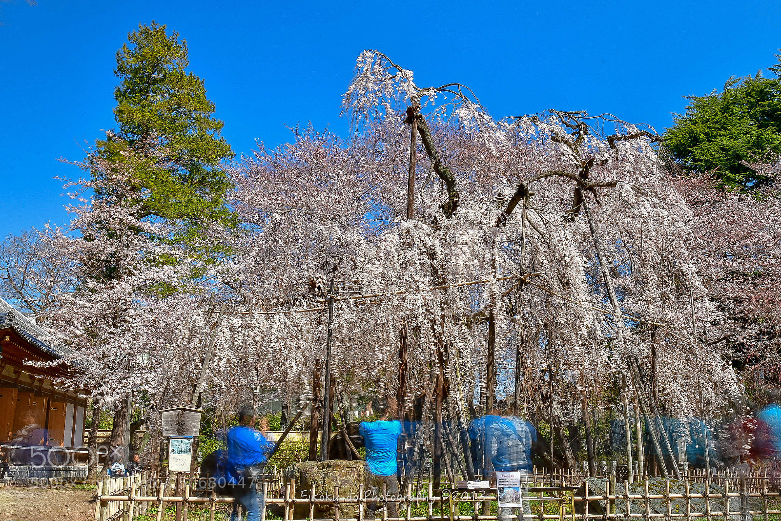 Nikon D500 sample photo. Fusehime-cherry-tree photography