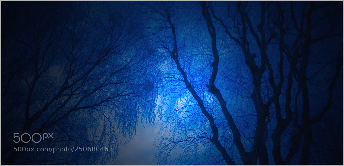 Nikon D7000 sample photo. 树林 photography