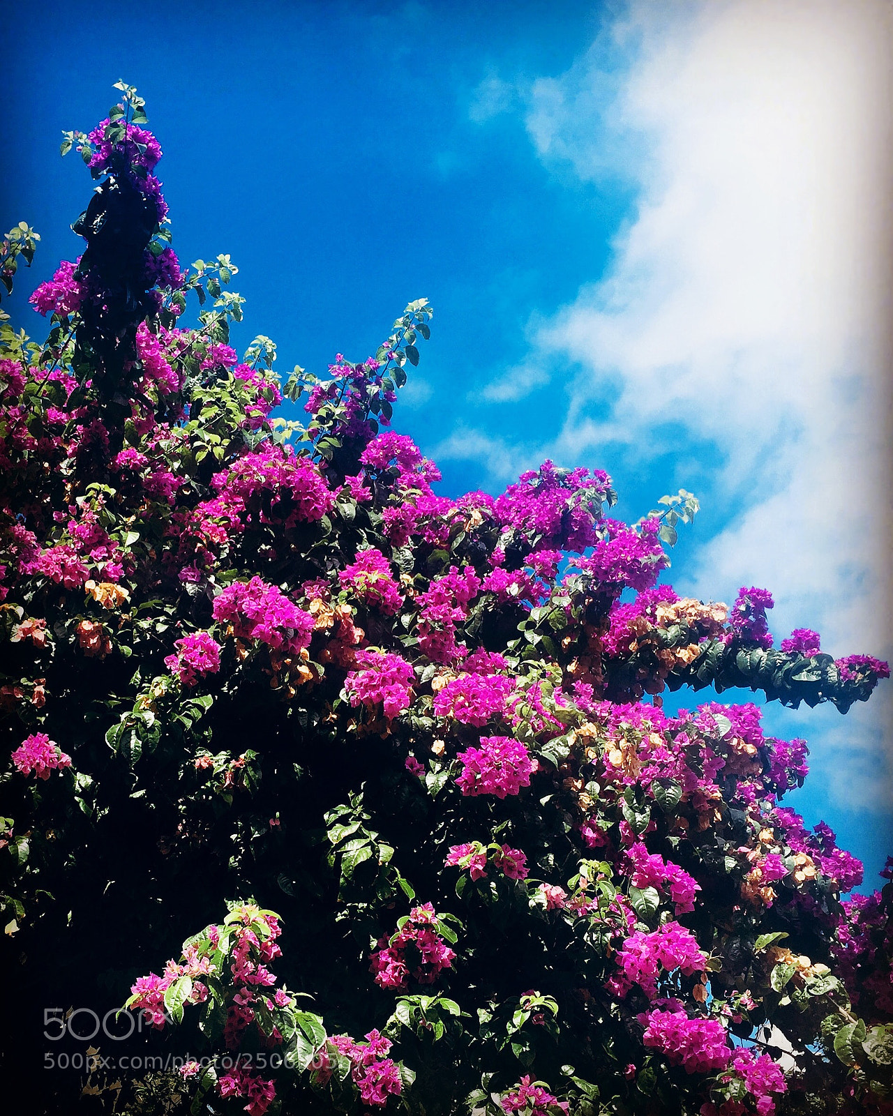 Apple iPhone 6 sample photo. Flower’s photography
