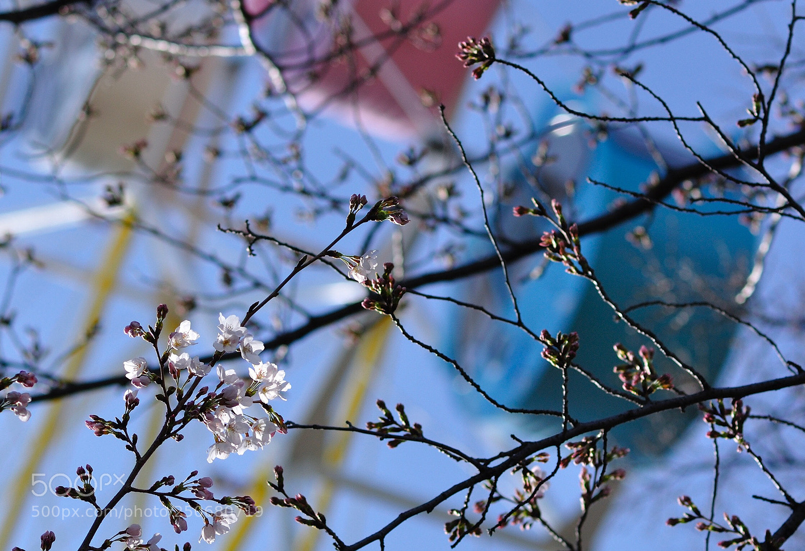 Nikon D90 sample photo. Sakura in the park photography