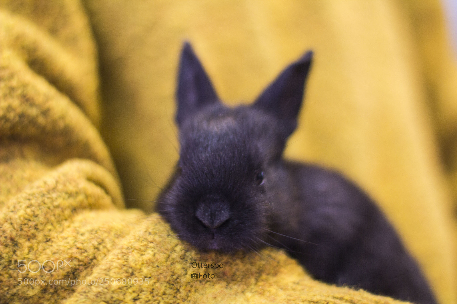 Canon EOS 550D (EOS Rebel T2i / EOS Kiss X4) sample photo. Frøy the rabbit photography