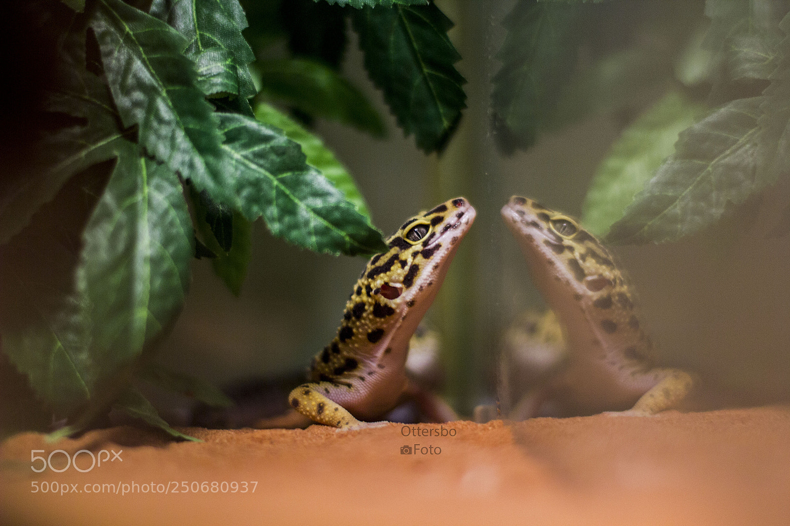 Canon EOS 550D (EOS Rebel T2i / EOS Kiss X4) sample photo. Leopardgecko photography