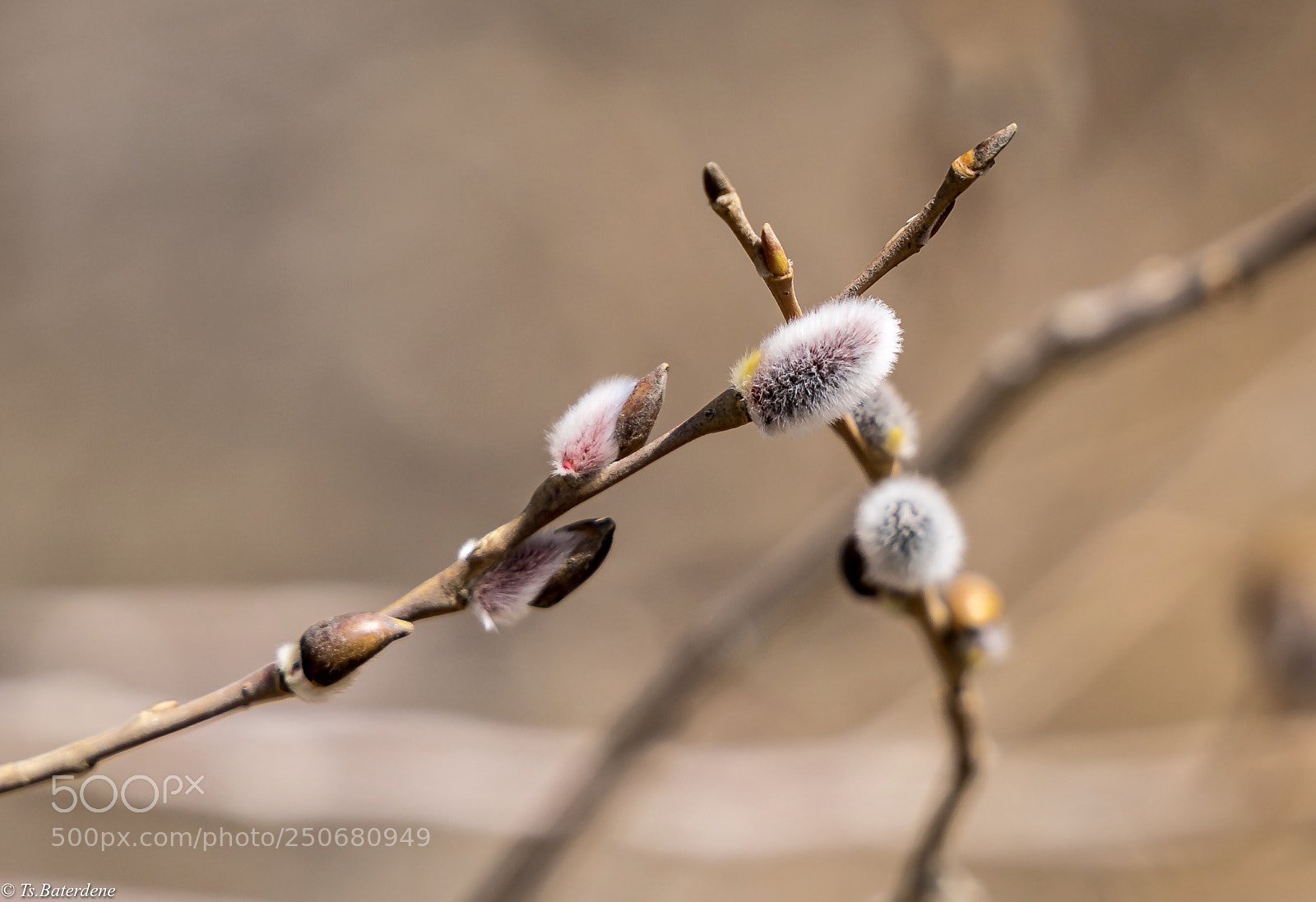Sony a9 sample photo. Spring and blossom  photography