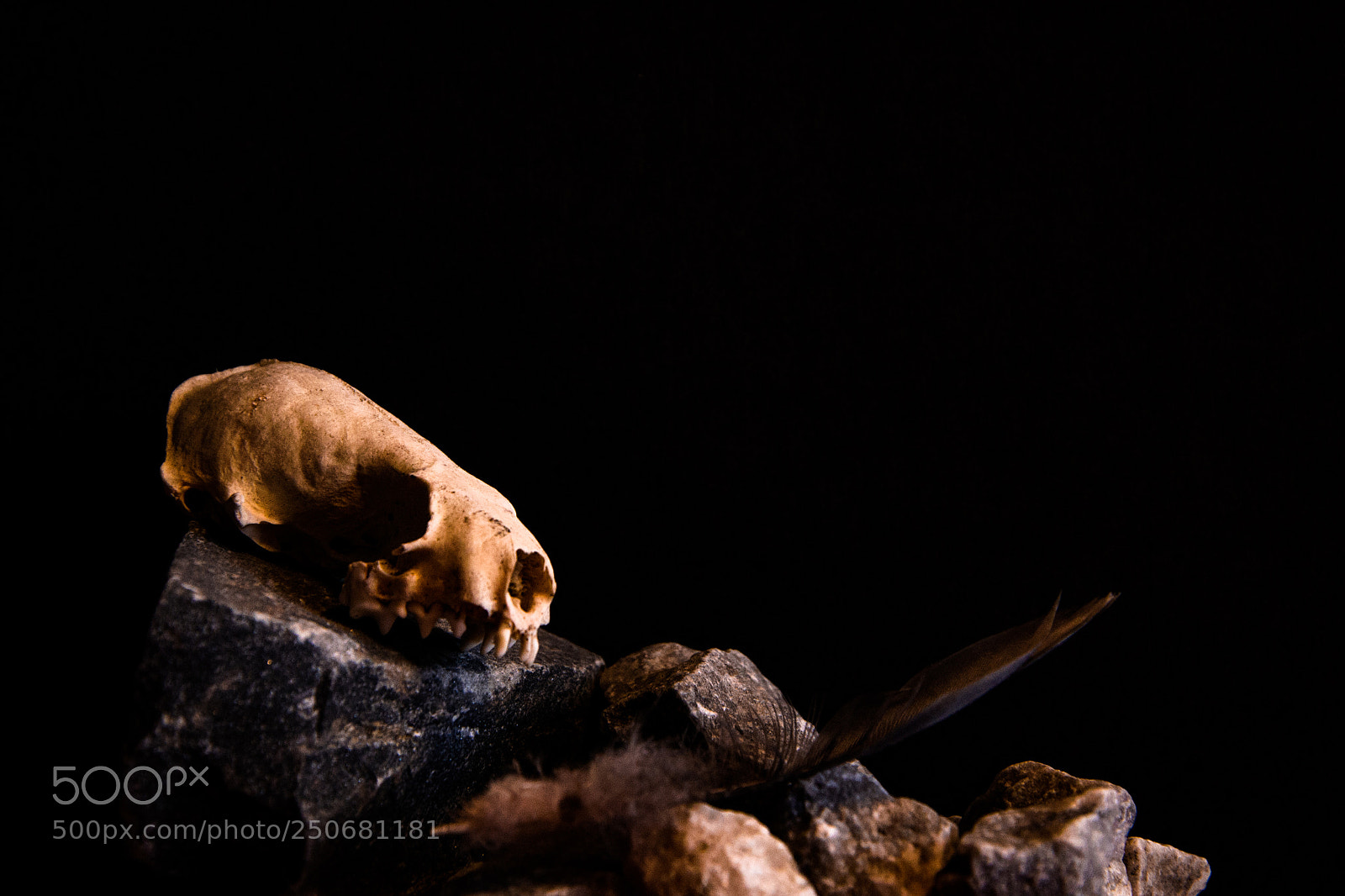 Nikon D3100 sample photo. Memento mori photography