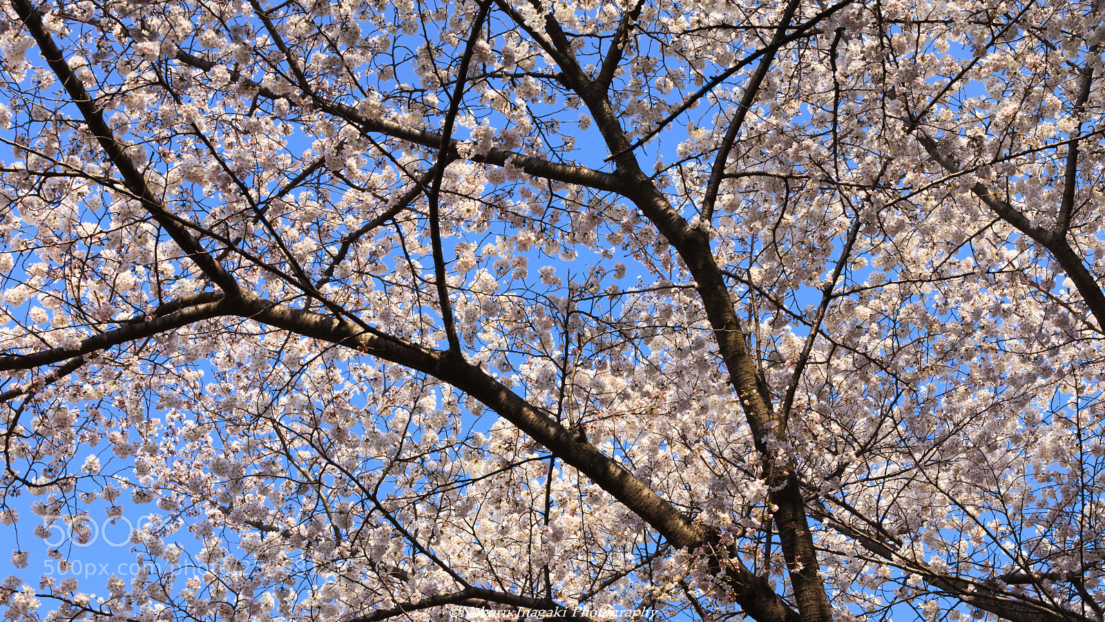 Canon EOS 5D Mark II sample photo. Blue sky and cherry photography