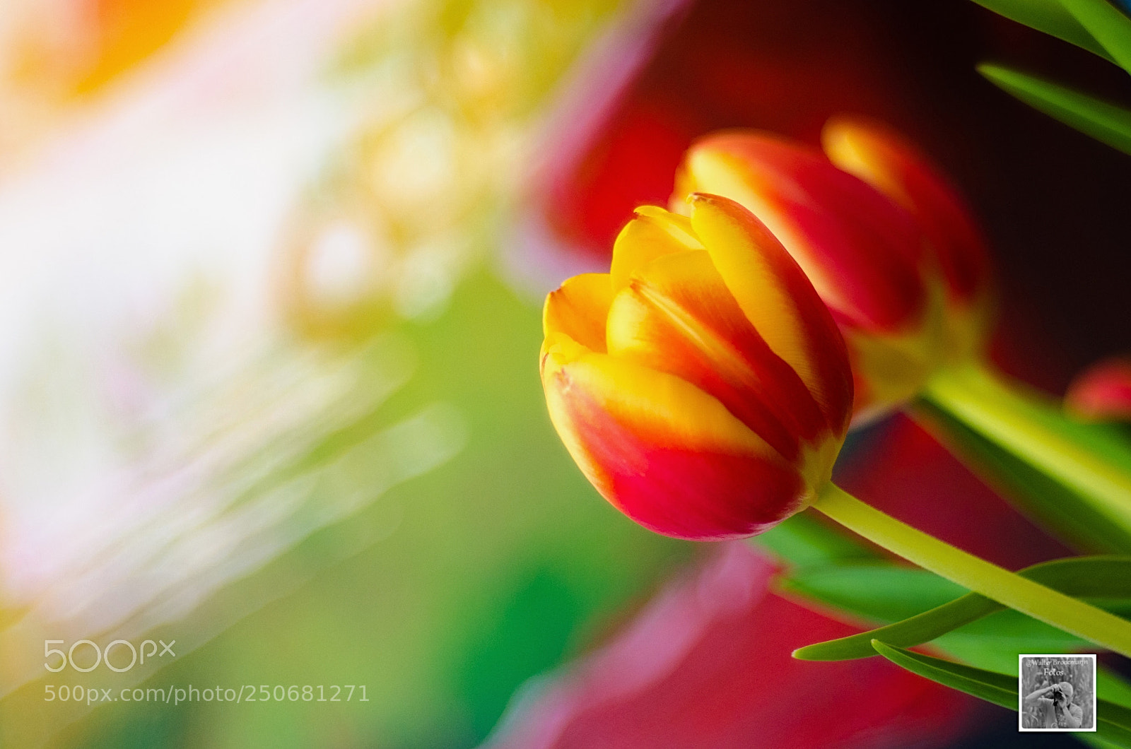 Nikon D7000 sample photo. Meyer - optik g photography