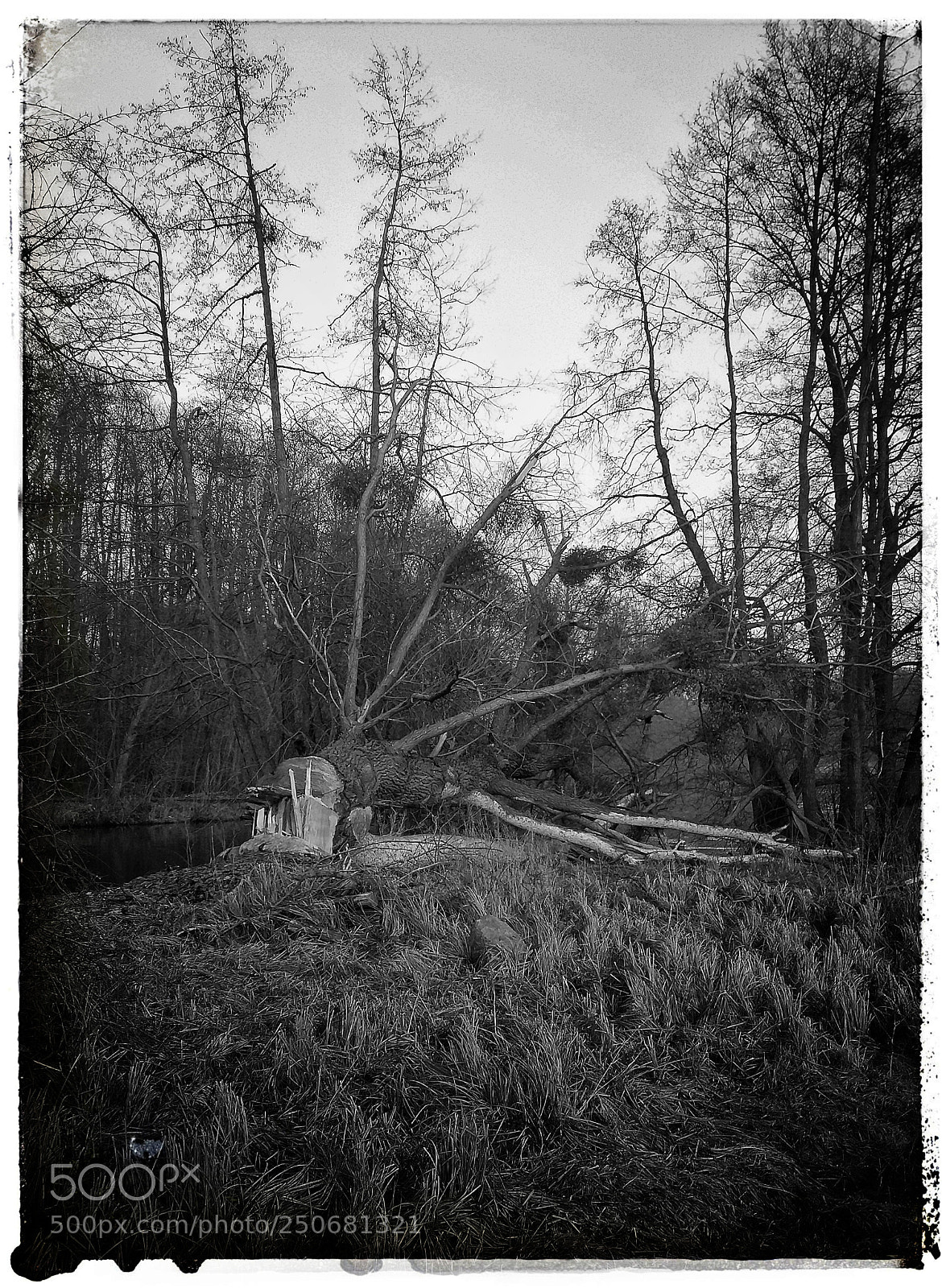 Samsung Galaxy A5 sample photo. Death of tree... photography