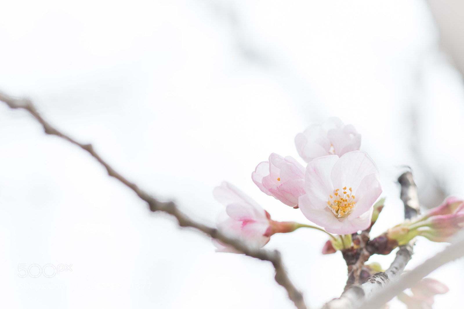Canon EOS 7D Mark II sample photo. Sakura flowering photography