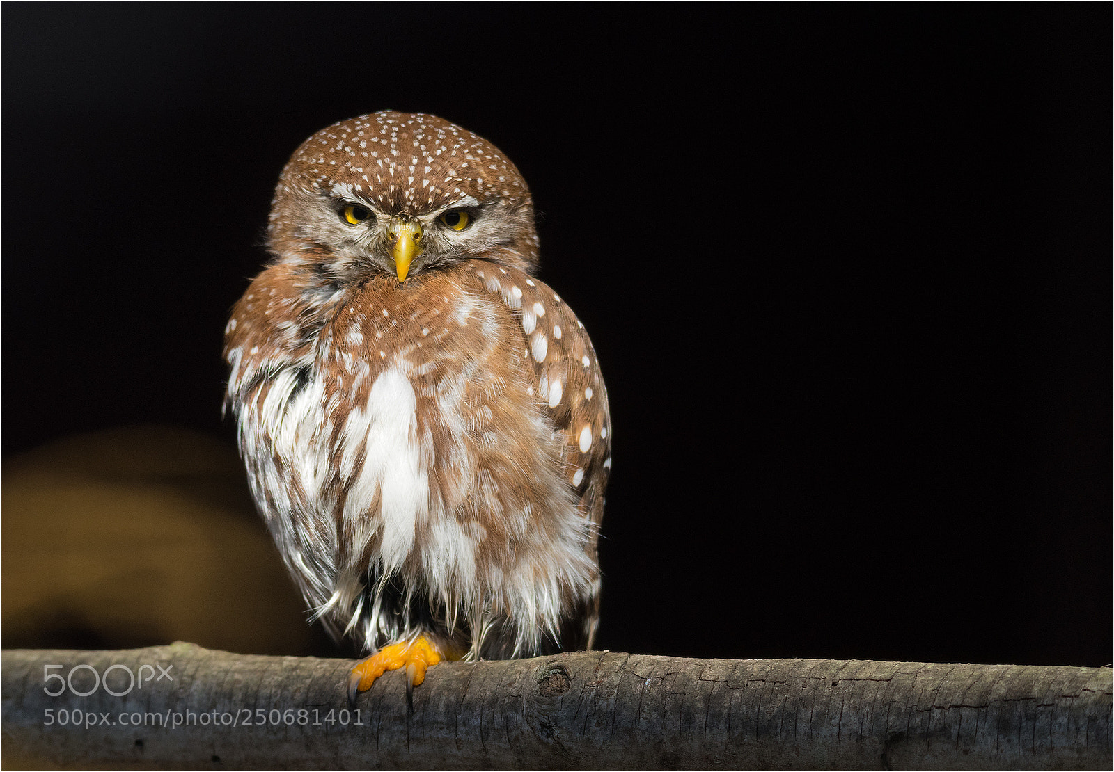 Nikon D850 sample photo. Perl-sperlingskauz /laucidium perlatum photography