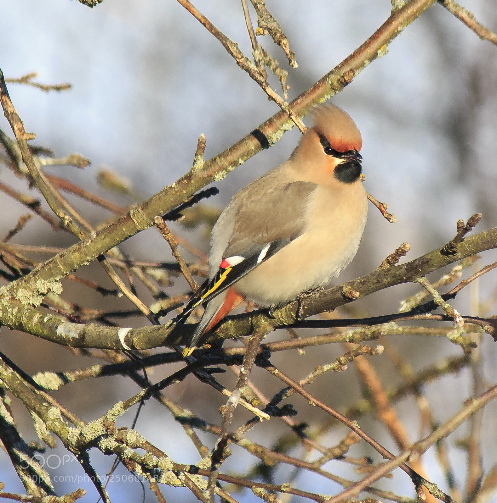 Canon EOS 550D (EOS Rebel T2i / EOS Kiss X4) sample photo. Bohemian waxwing photography