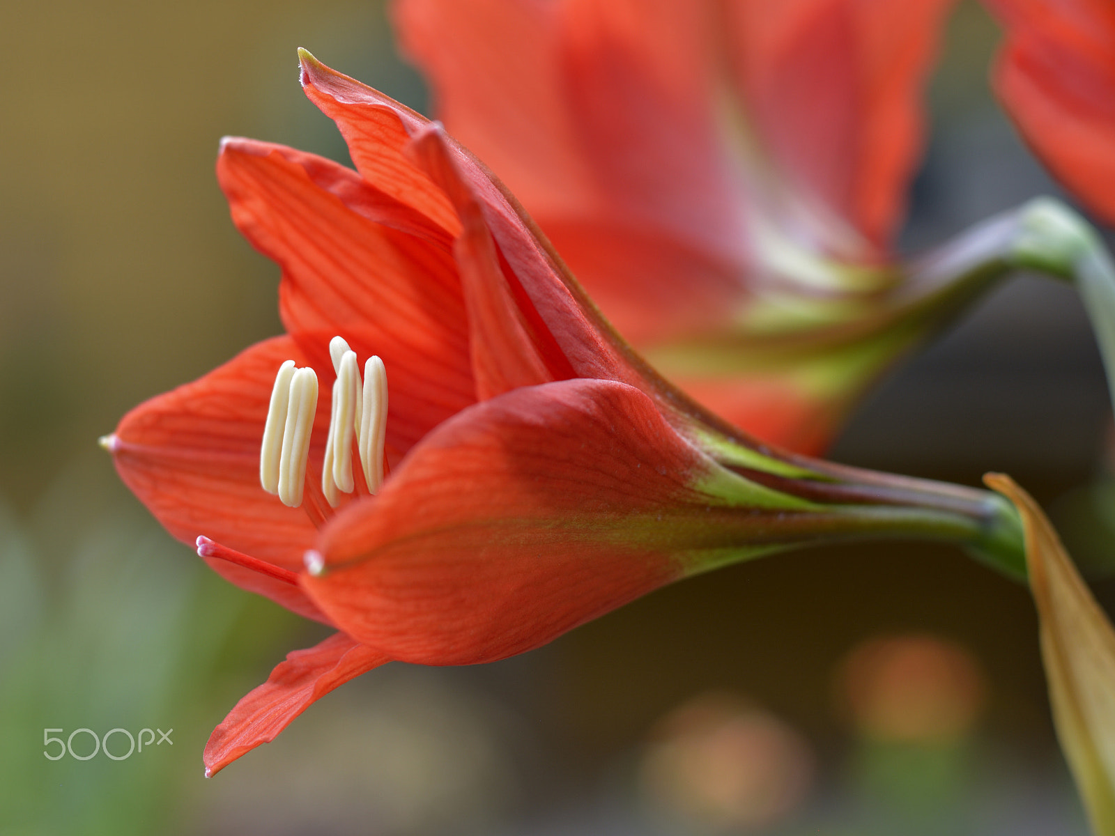 Nikon D5200 + Nikon AF-S Nikkor 50mm F1.8G sample photo. Amaryllis photography