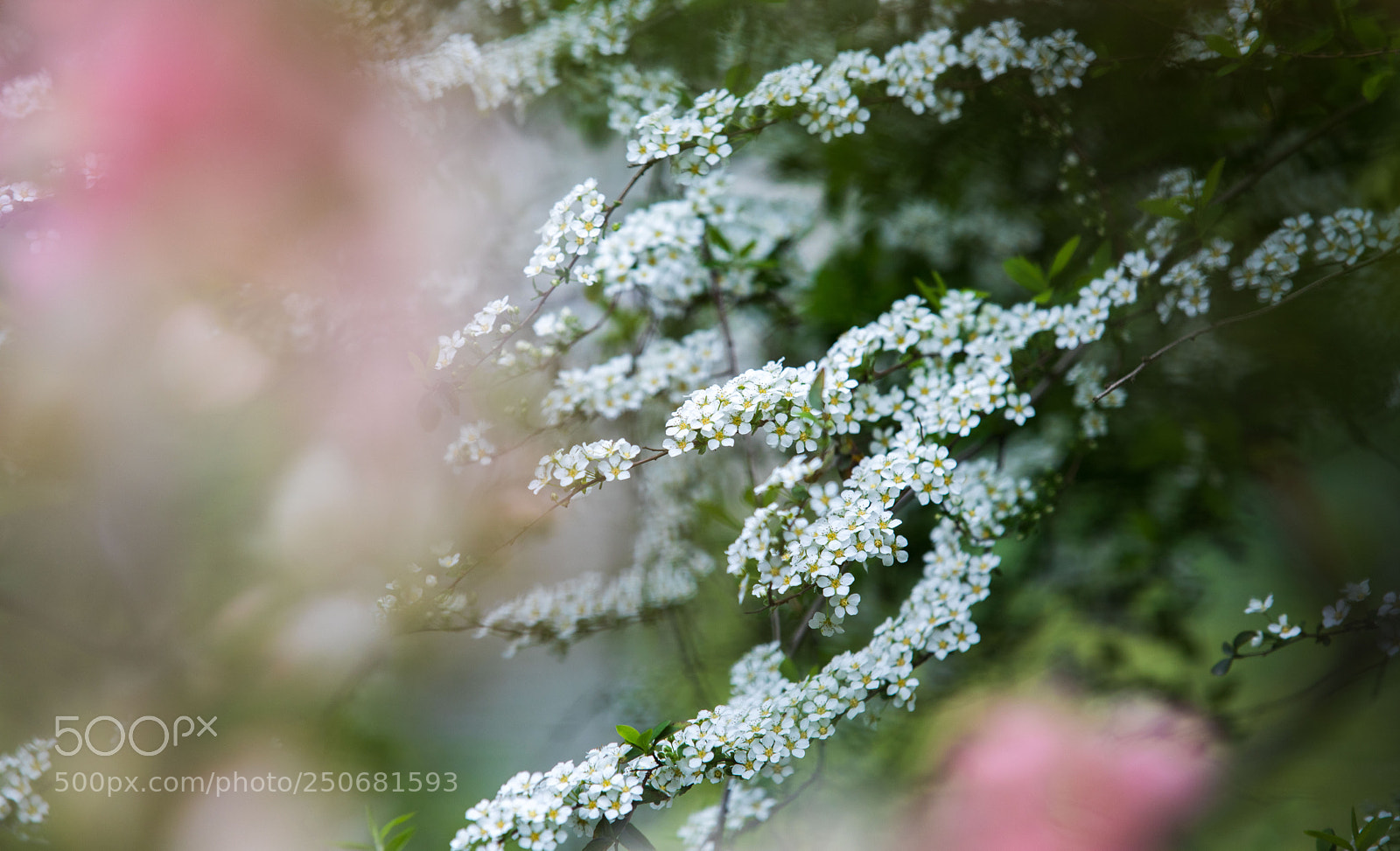 Canon EOS 5D Mark IV sample photo. Flower photography