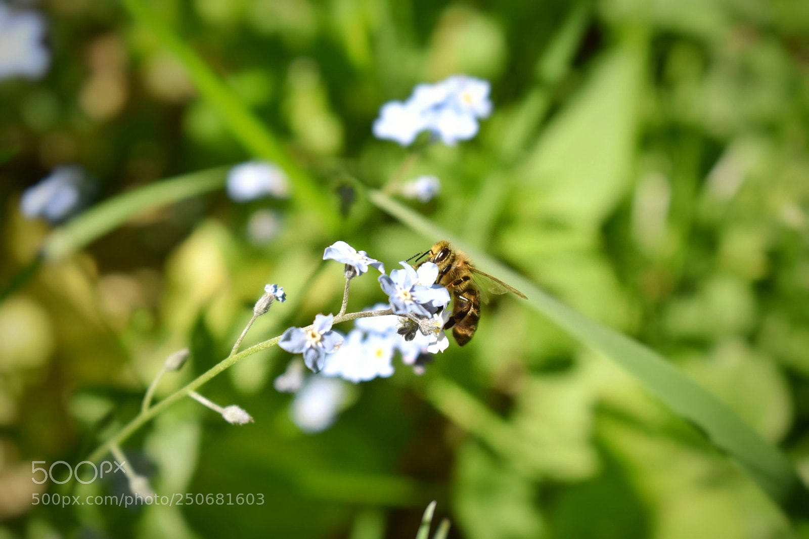 Nikon D5500 sample photo. Bee in work photography