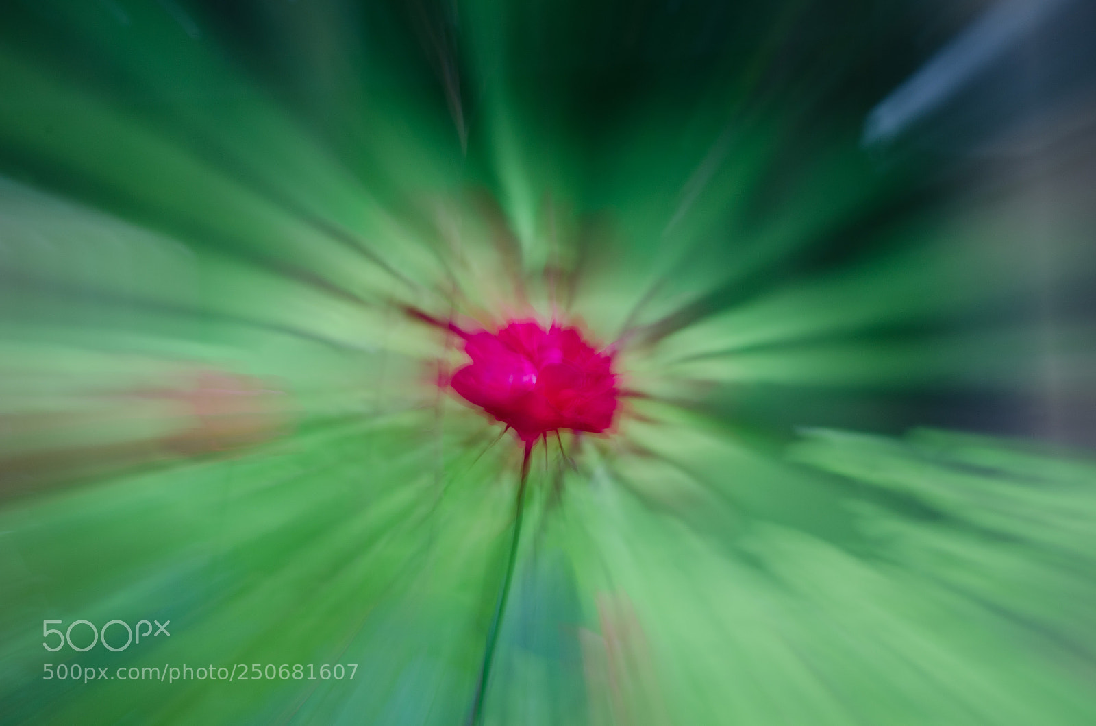 Nikon D5100 sample photo. Rose burst photography